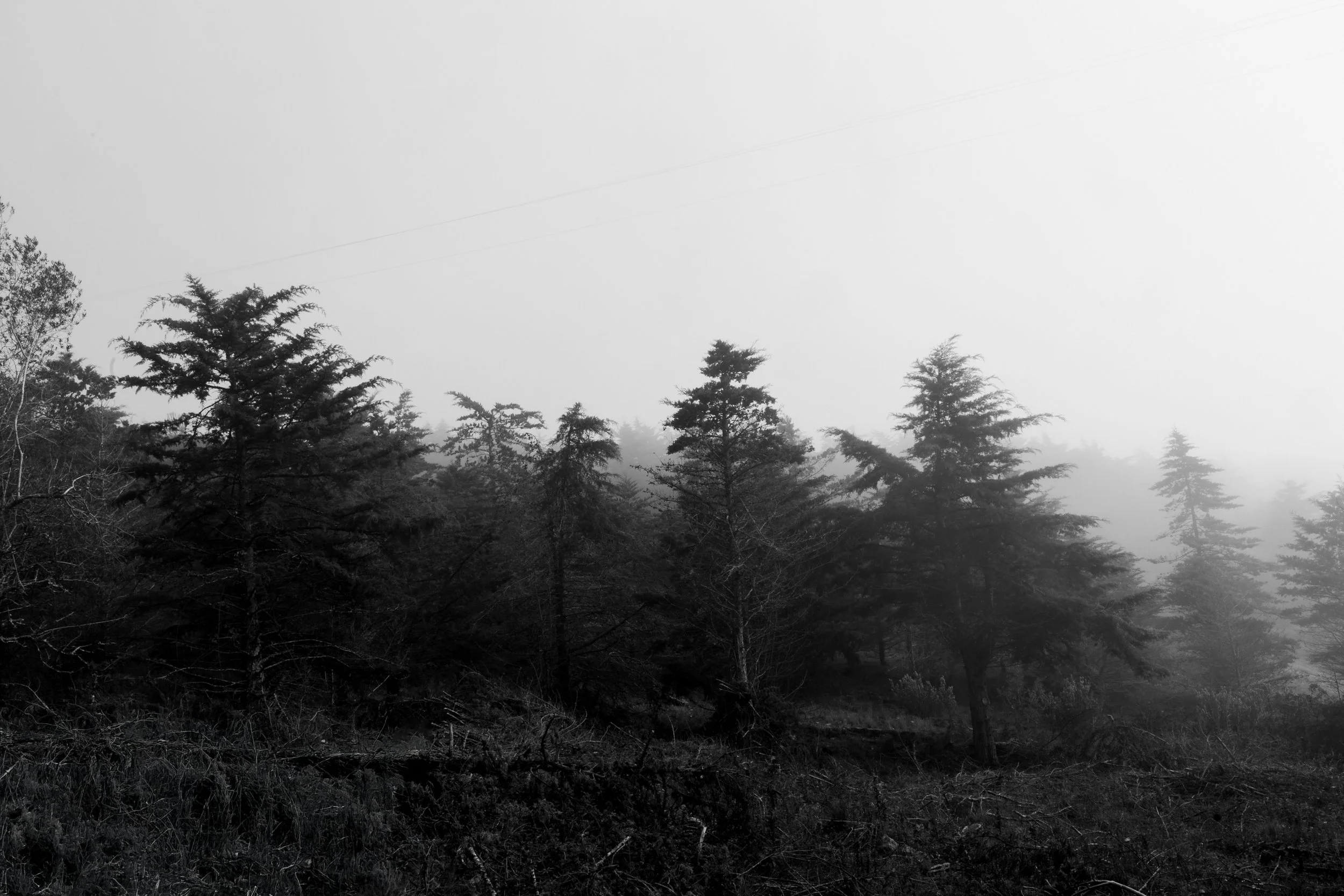 Diário Visual Fine Art sobre a névoa matinal. Uma exploração visual do silêncio e da luz difusa, onde a natureza se revela e se esconde num jogo subtil de presenças e ausências.