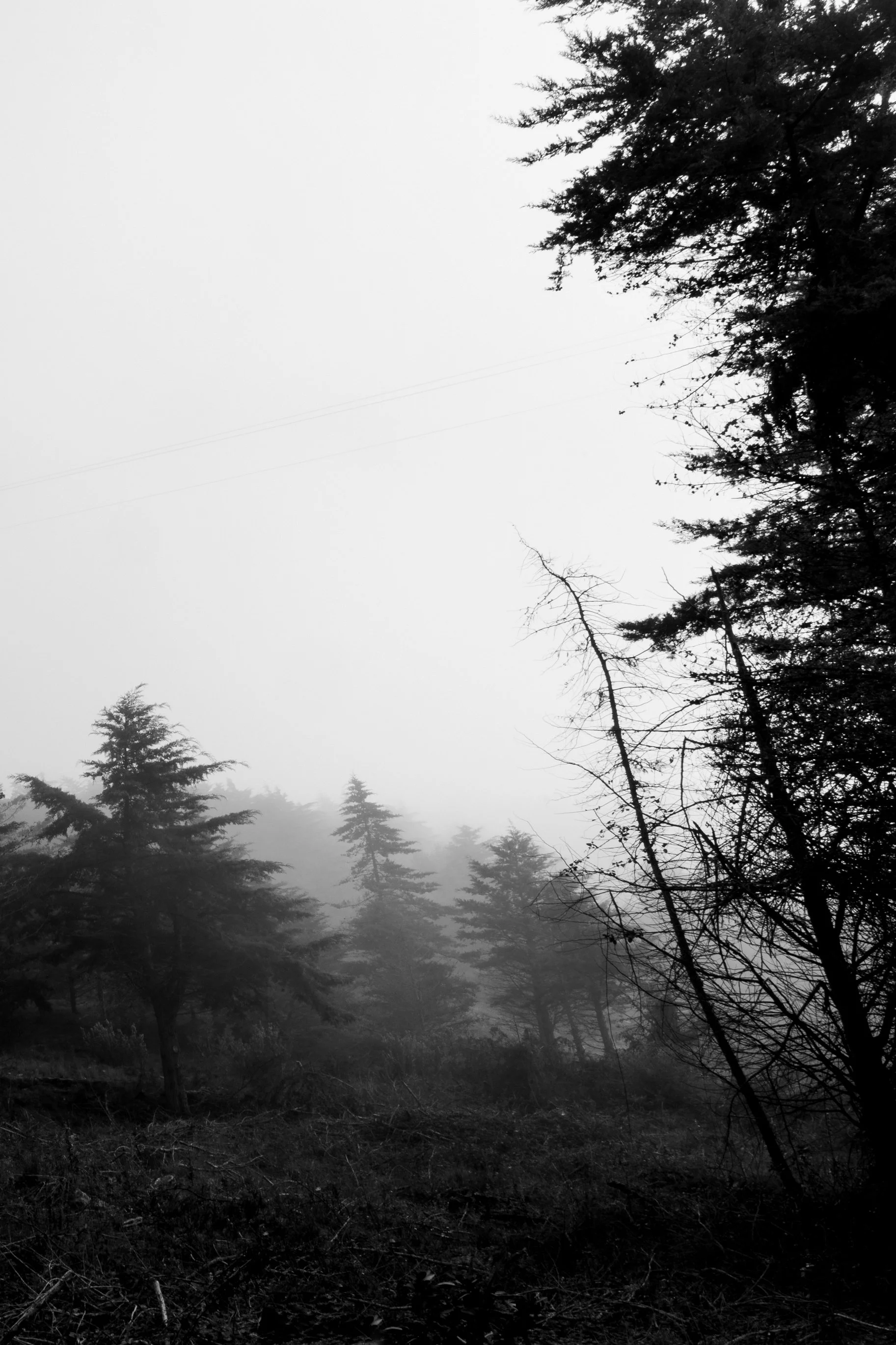 Diário Visual Fine Art sobre a névoa matinal. Uma exploração visual do silêncio e da luz difusa, onde a natureza se revela e se esconde num jogo subtil de presenças e ausências.