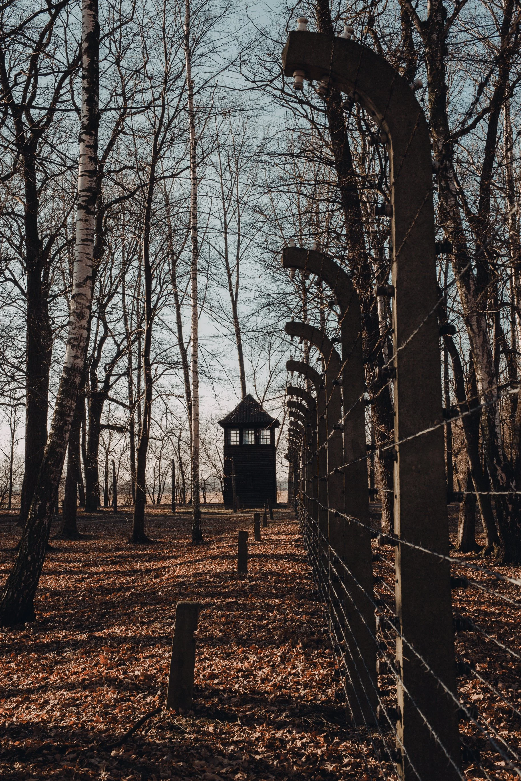Cerca de arame farpado em floresta com torre ao fundo em cenário outonal.