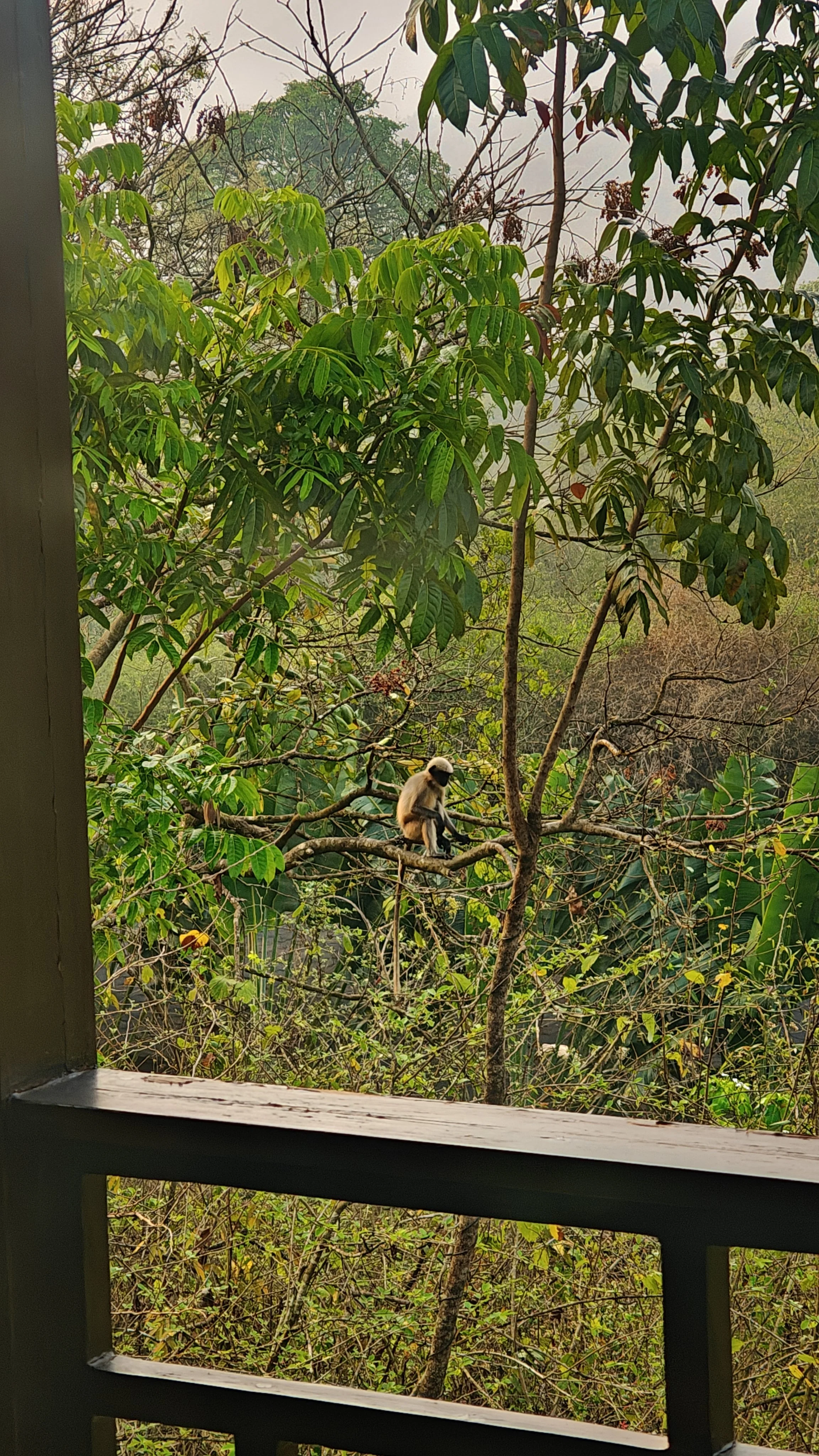 southern plains hanuman langurs