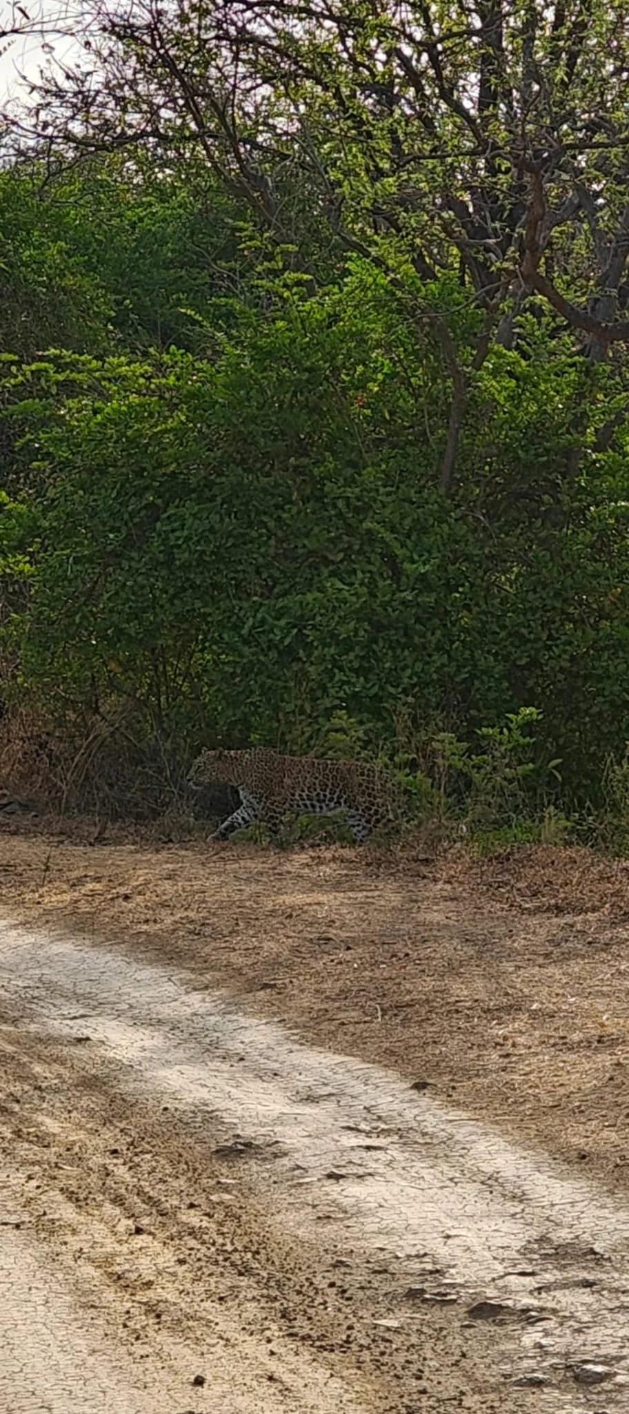 Leopard at Gir National Park