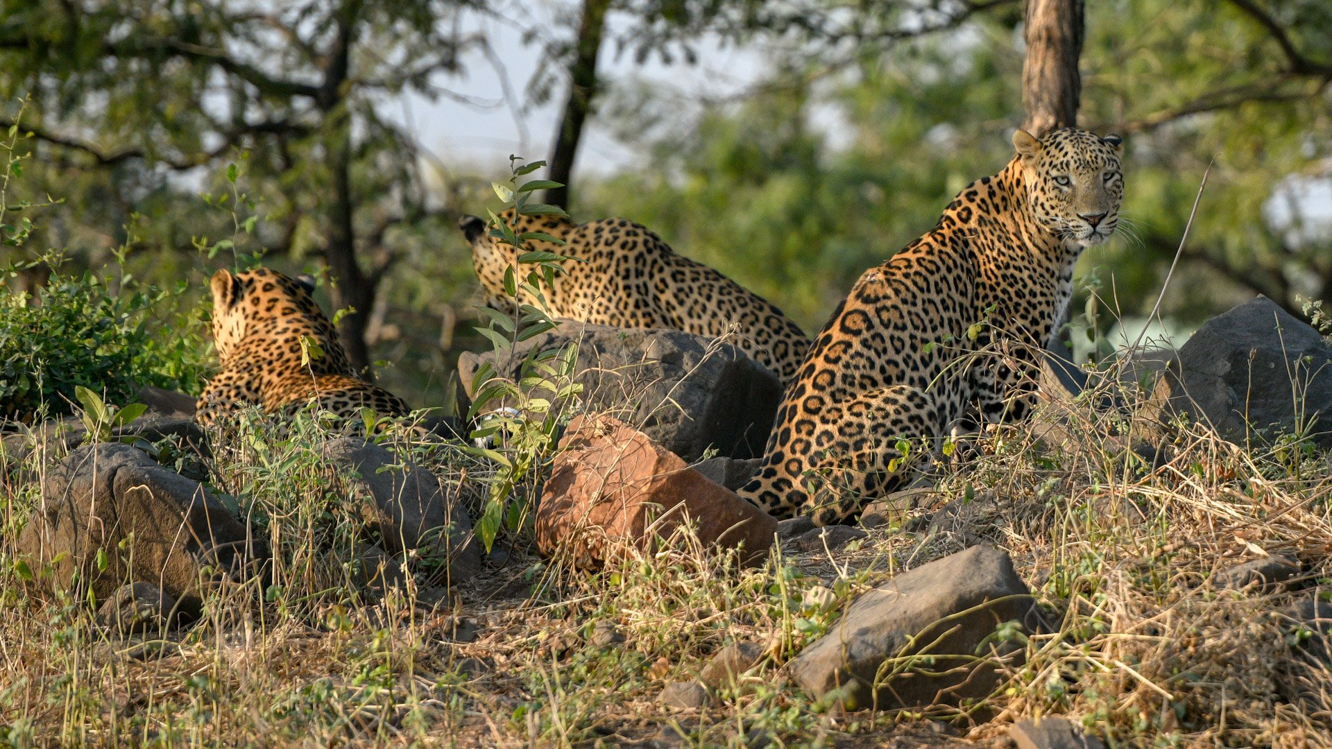 The Postcard Gir