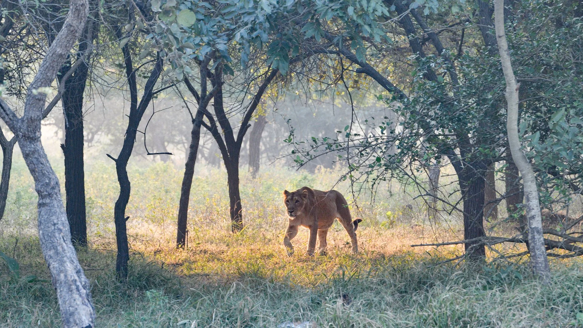 Wild Gujarat &amp; Asiatic Lions