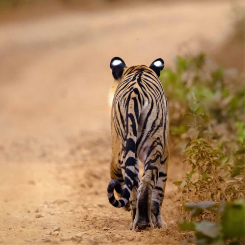 Coorg Wild Walk (CGH Earth Saha)