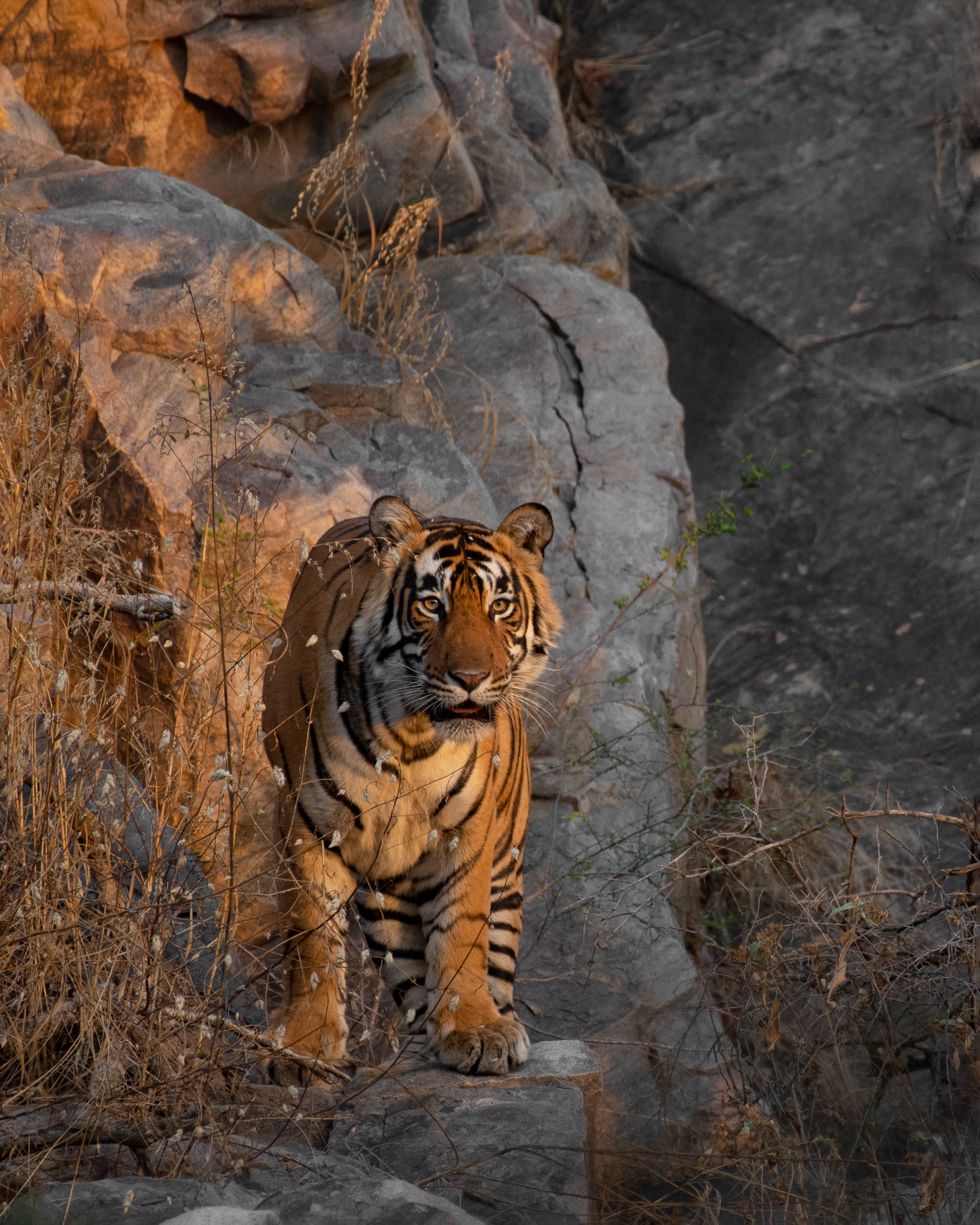Sariska Lodge