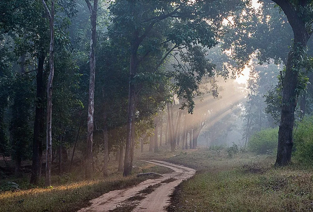 Flame of the Forest Safari Lodge