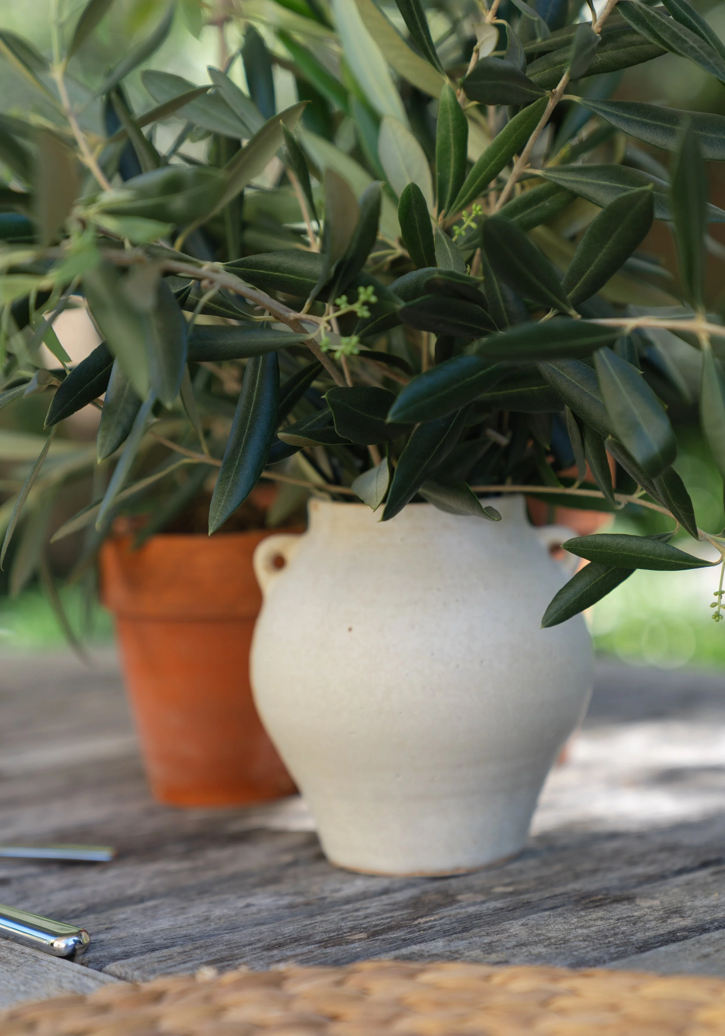 Close-up of two potted plants, one in an orange terracotta pot and the other in a cream-colored ceramic pot, with lush green leaves on a weathered wooden surface outdoors.