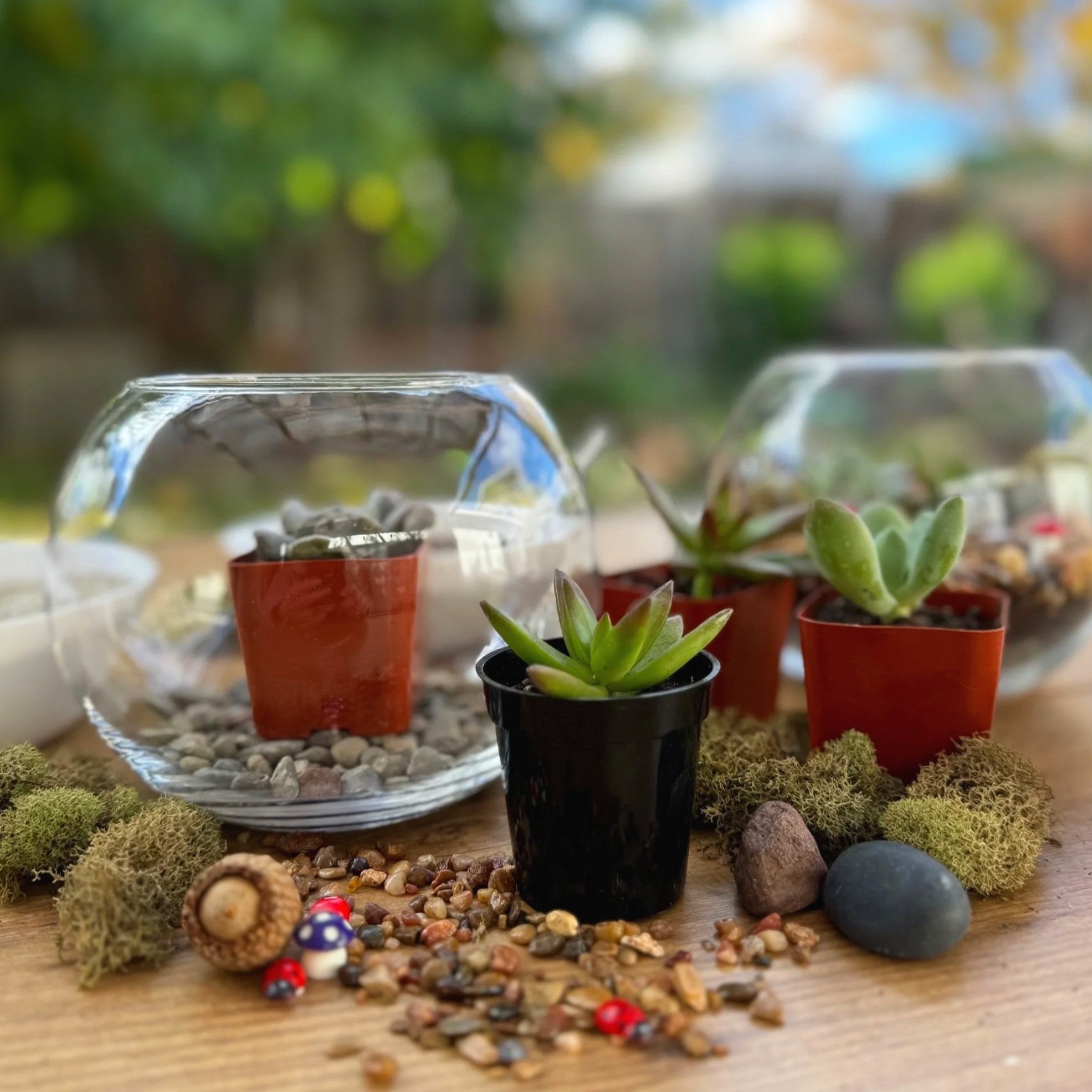 Collection of terrarium supplies: small potted succulents and rocks on a wooden surface, with blurred background of trees.