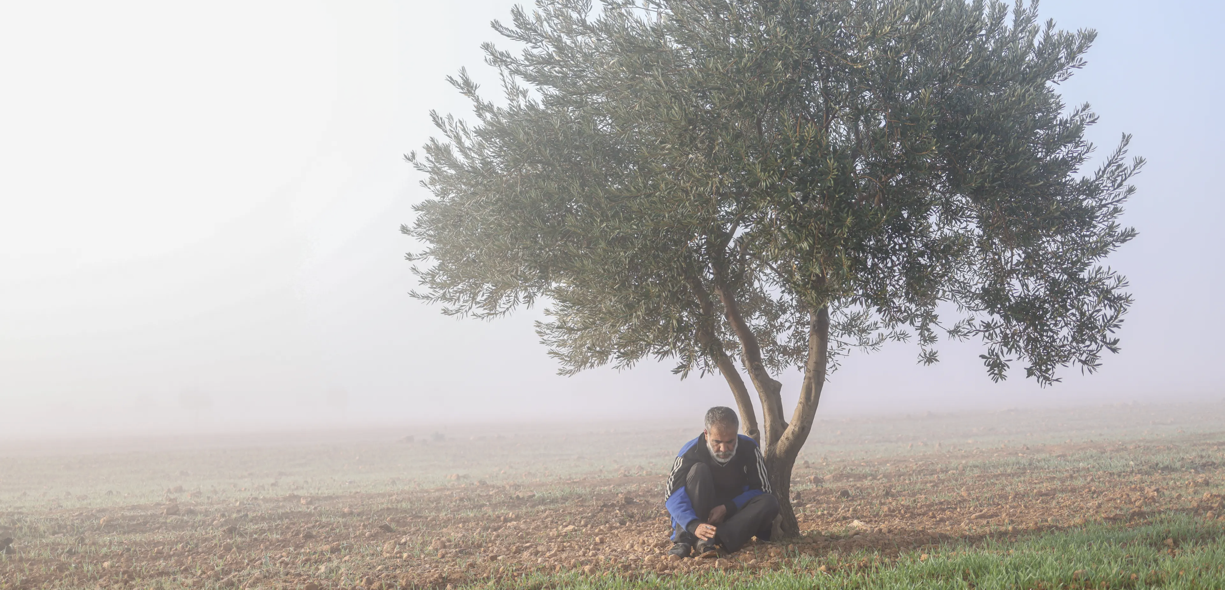 I Am An Olive Tree (co-production, in progress)