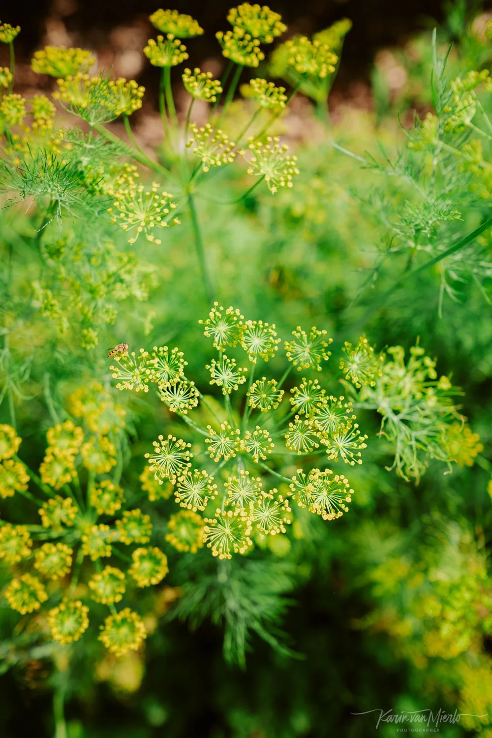 Groene plant met kleine gele bloemen in bolvormige clusters