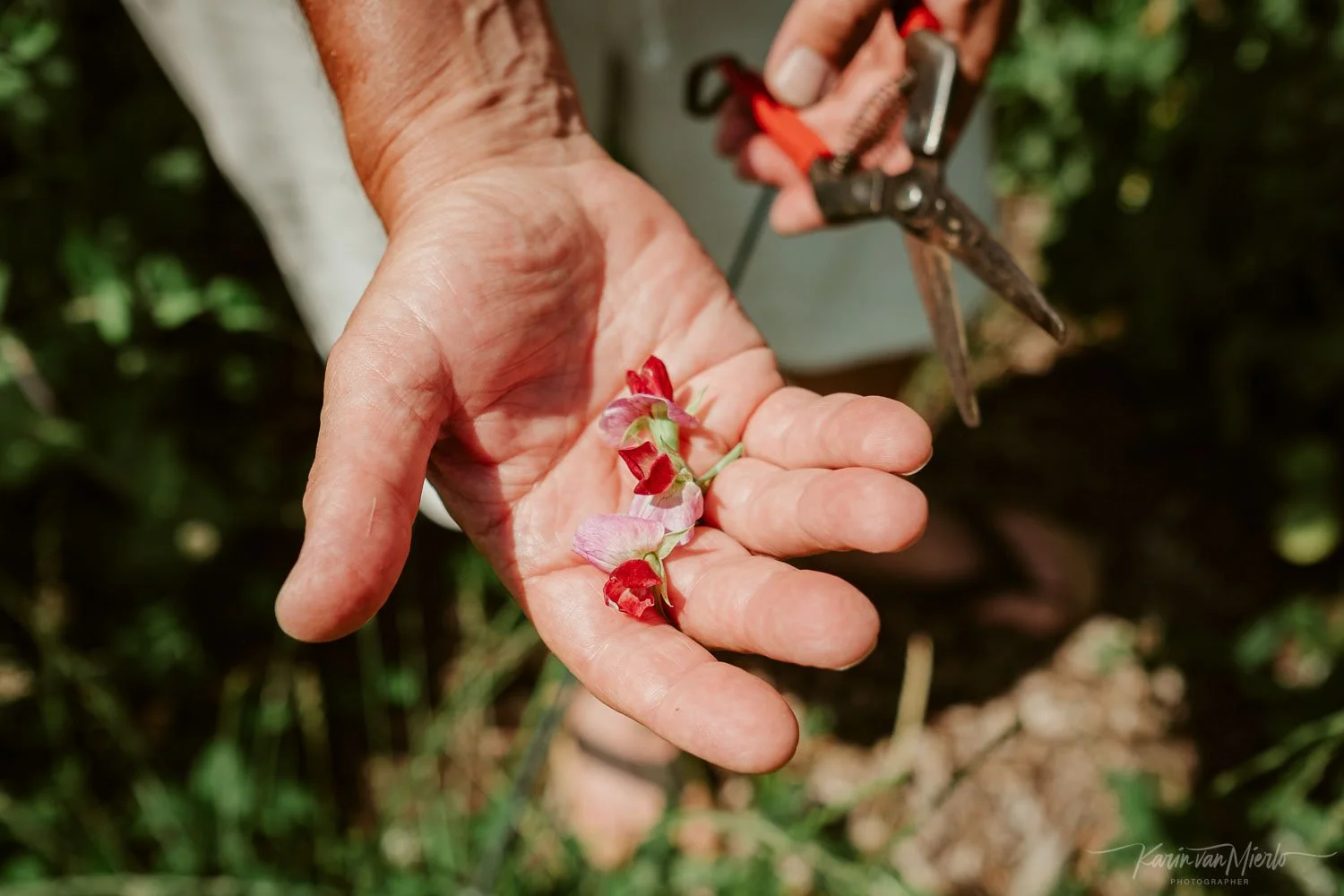 Een hand houdt bloembladeren die op de palm liggen, terwijl een persoon in de achtergrond metalen snoeischaar gebruikt om een plant te prune.