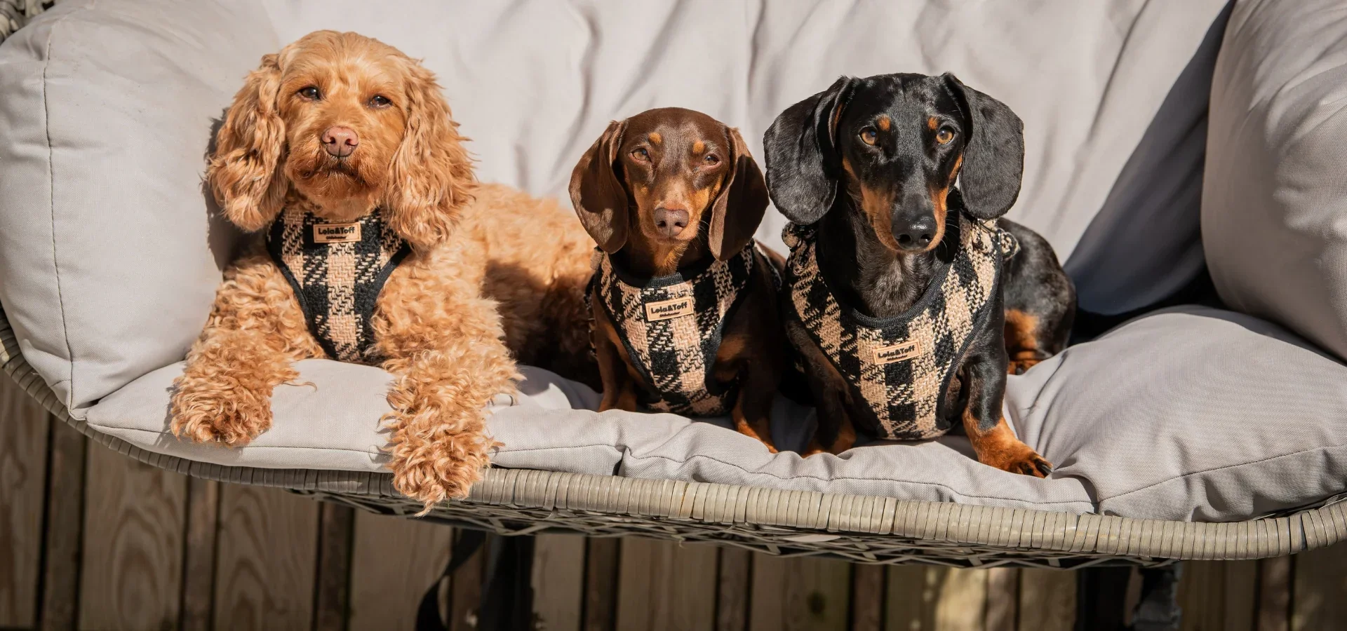Three dogs sitting on a cushion, wearing matching plaid harnesses, on a wooden outdoor furniture piece.
