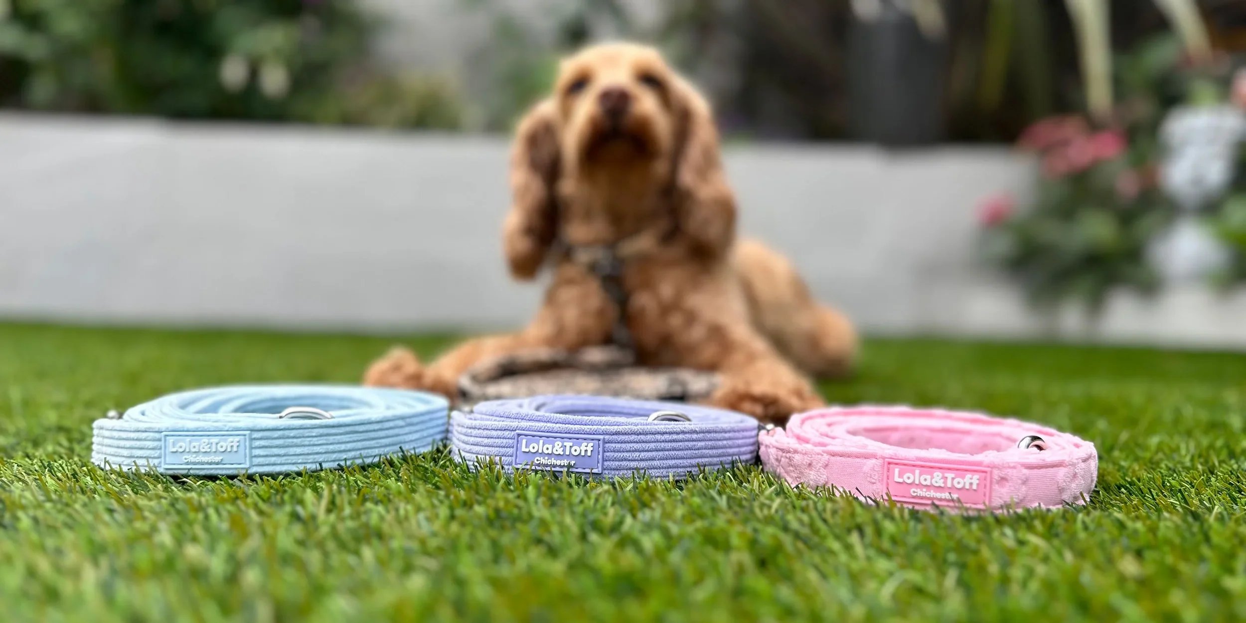 A cute puppy laying on a grassy lawn behind three colorful dog collars labeled 'Lola & Toff' in blue, purple, and pink, with a blurred background of plants and flowers.