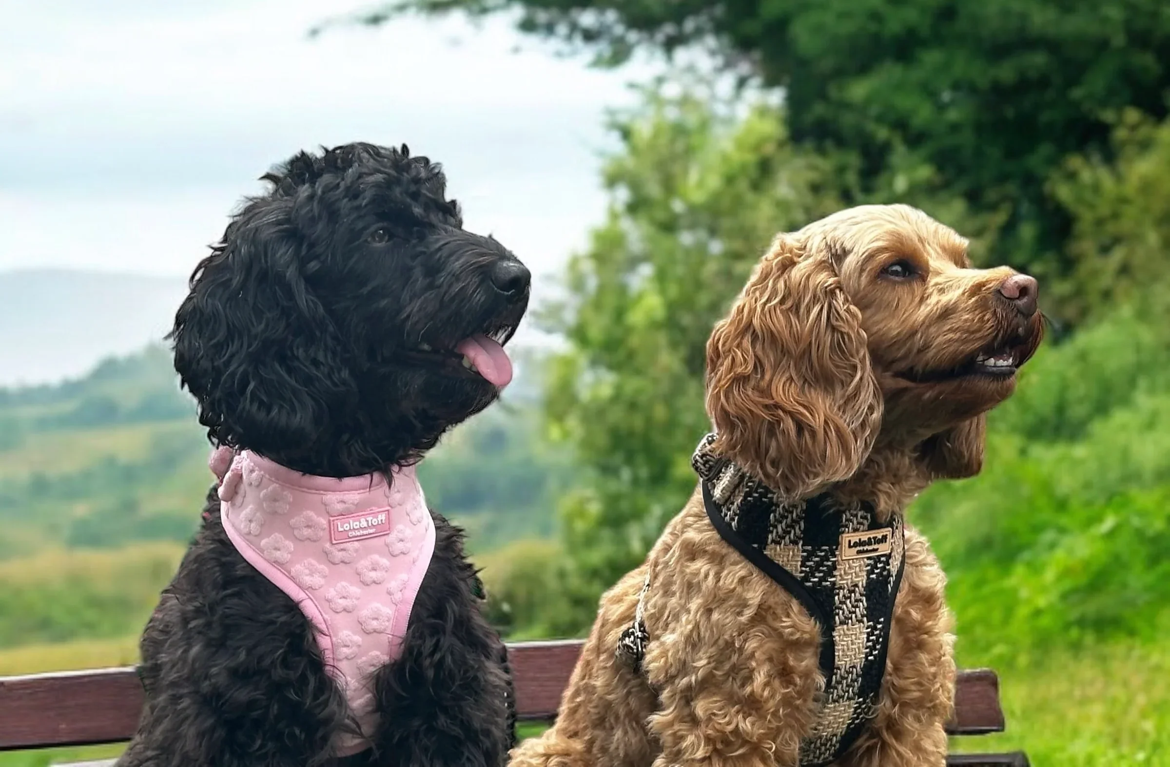 Two dogs, one black and one tan, sitting on a park bench outdoors with green trees in the background. The black dog wears a pink harness and has its tongue slightly out, while the tan dog wears a black and white harness and collar.