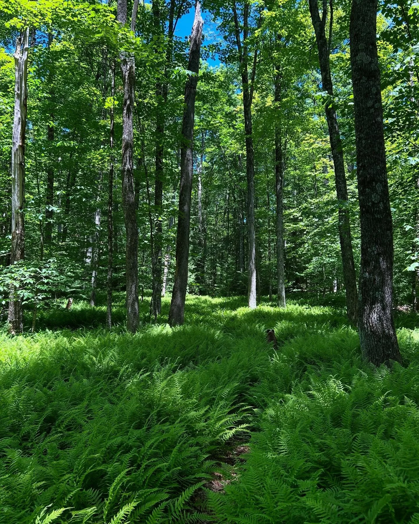 Name Dropping&nbsp;

What&rsquo;s in a name? &nbsp;
Words hold power. Names carry essence.&nbsp;

26 years ago I received my plant name&nbsp;
working at an herb farm&nbsp;
during a time of challenge and change 
It came to me&nbsp;

When i put it to p