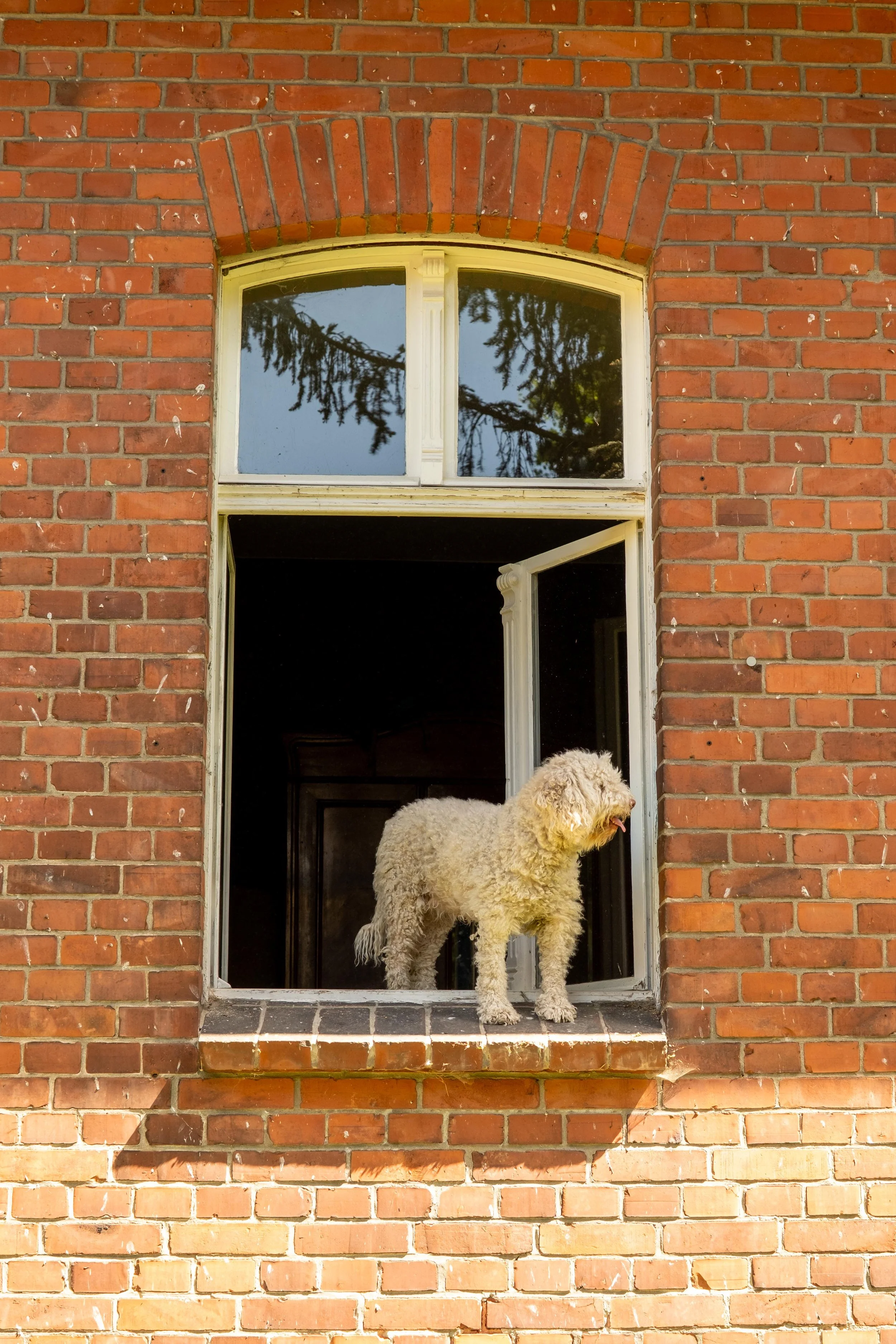A rural scene viewed through a partially open dark wooden gate, with a grassy yard, a dirt path, a small chicken walking, and wooden and concrete buildings surrounded by green trees.