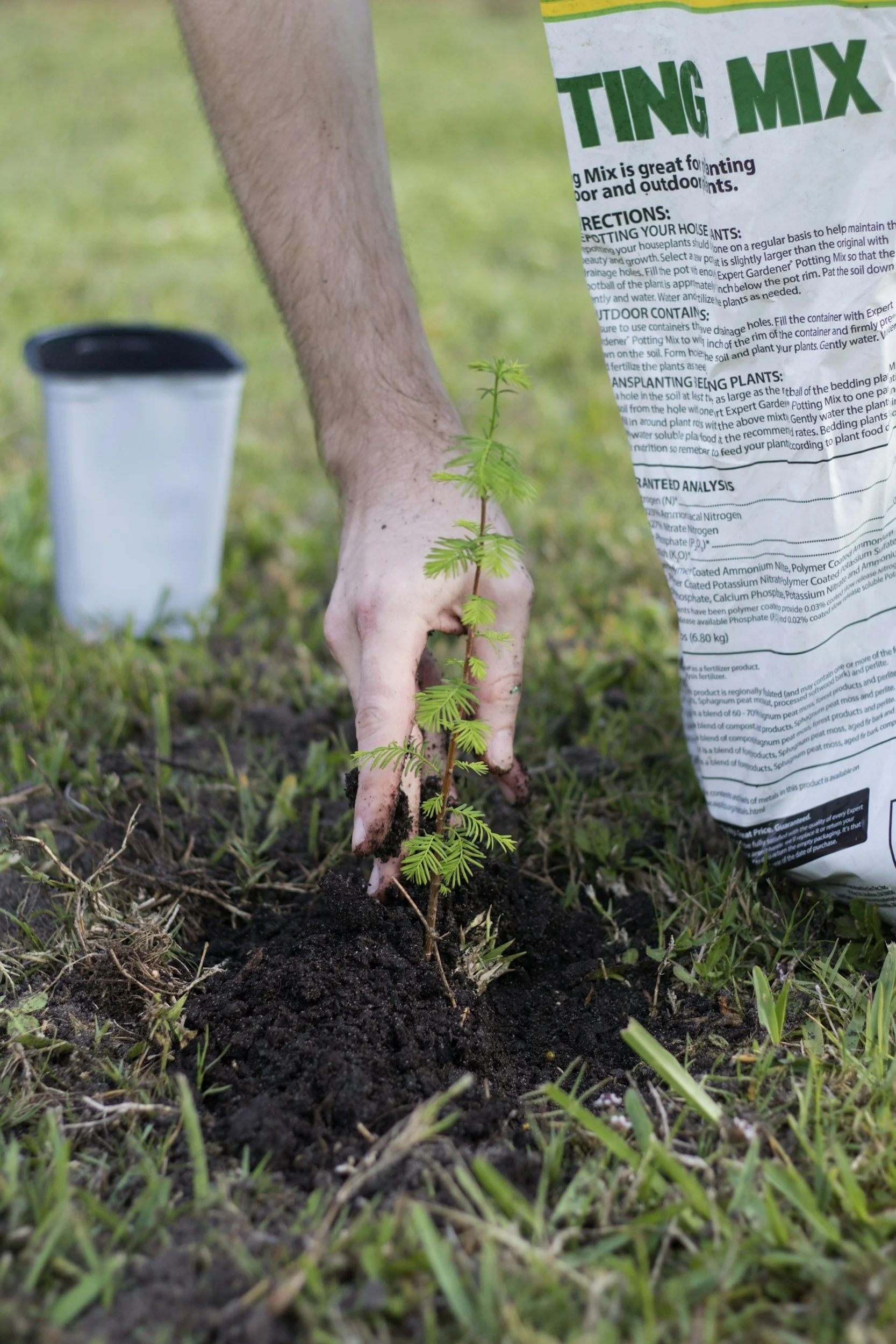 Arbor Day Trees