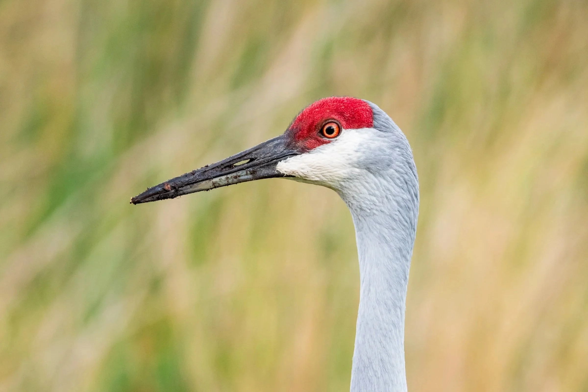 Sandhill Crane Viewing at Sherburne NWR
