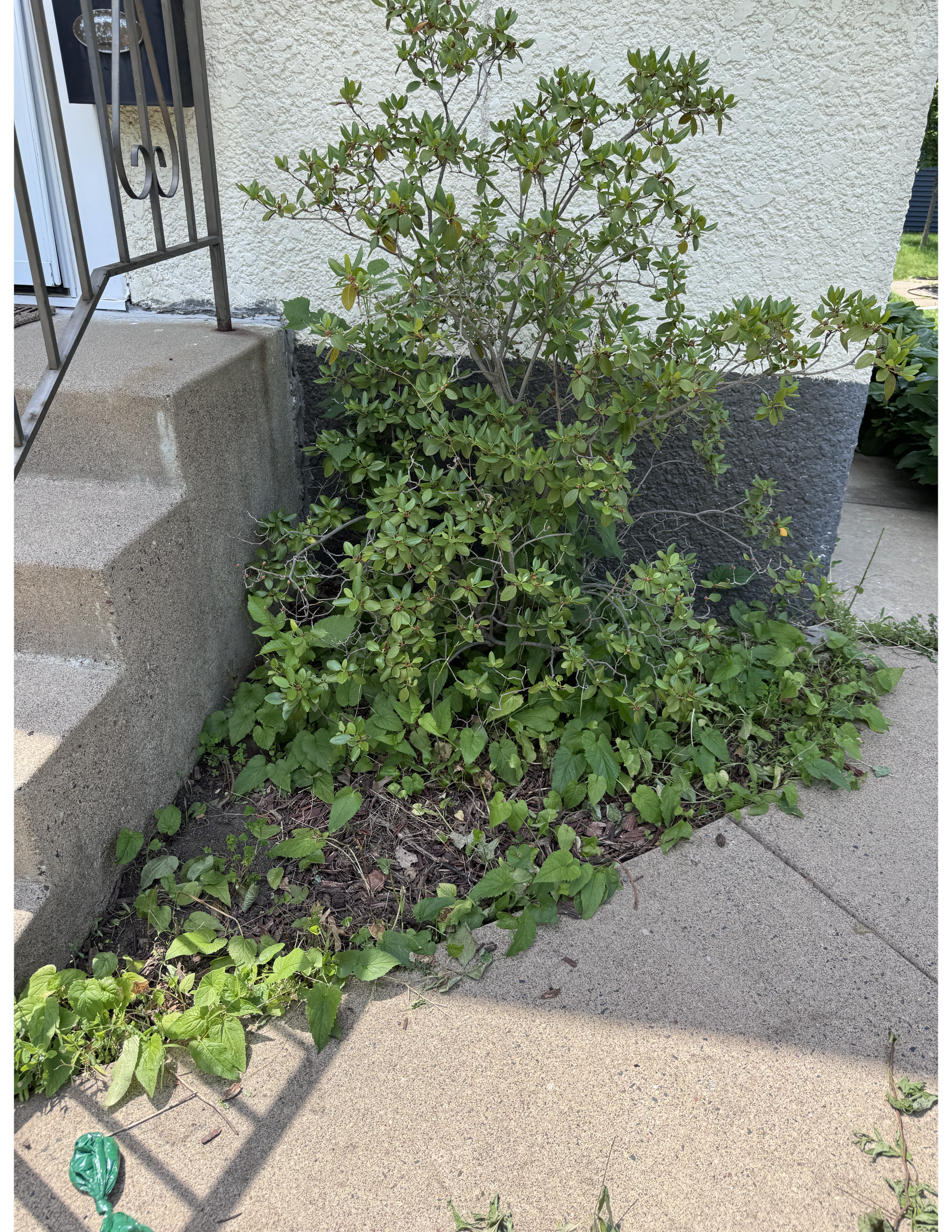 This yard had been landscaped at one point but had not been cared for in quite awhile. The sellers wanted a quick and easy transformation so that the outside matched the well-cared for inside. By relocating many plants throughout the yard, we were ab