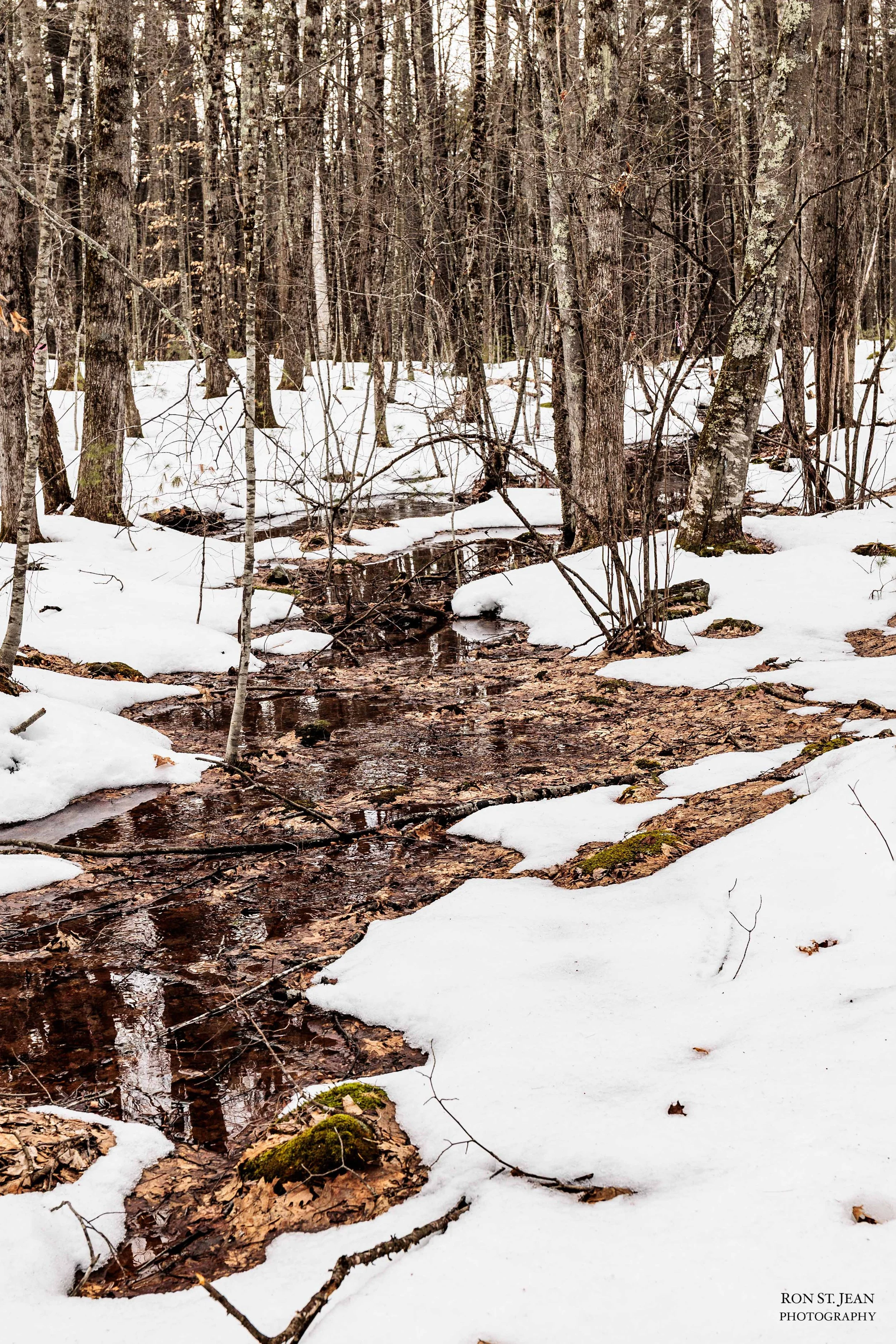 A seasonal brook meanders through the snow in New Hampshire woods