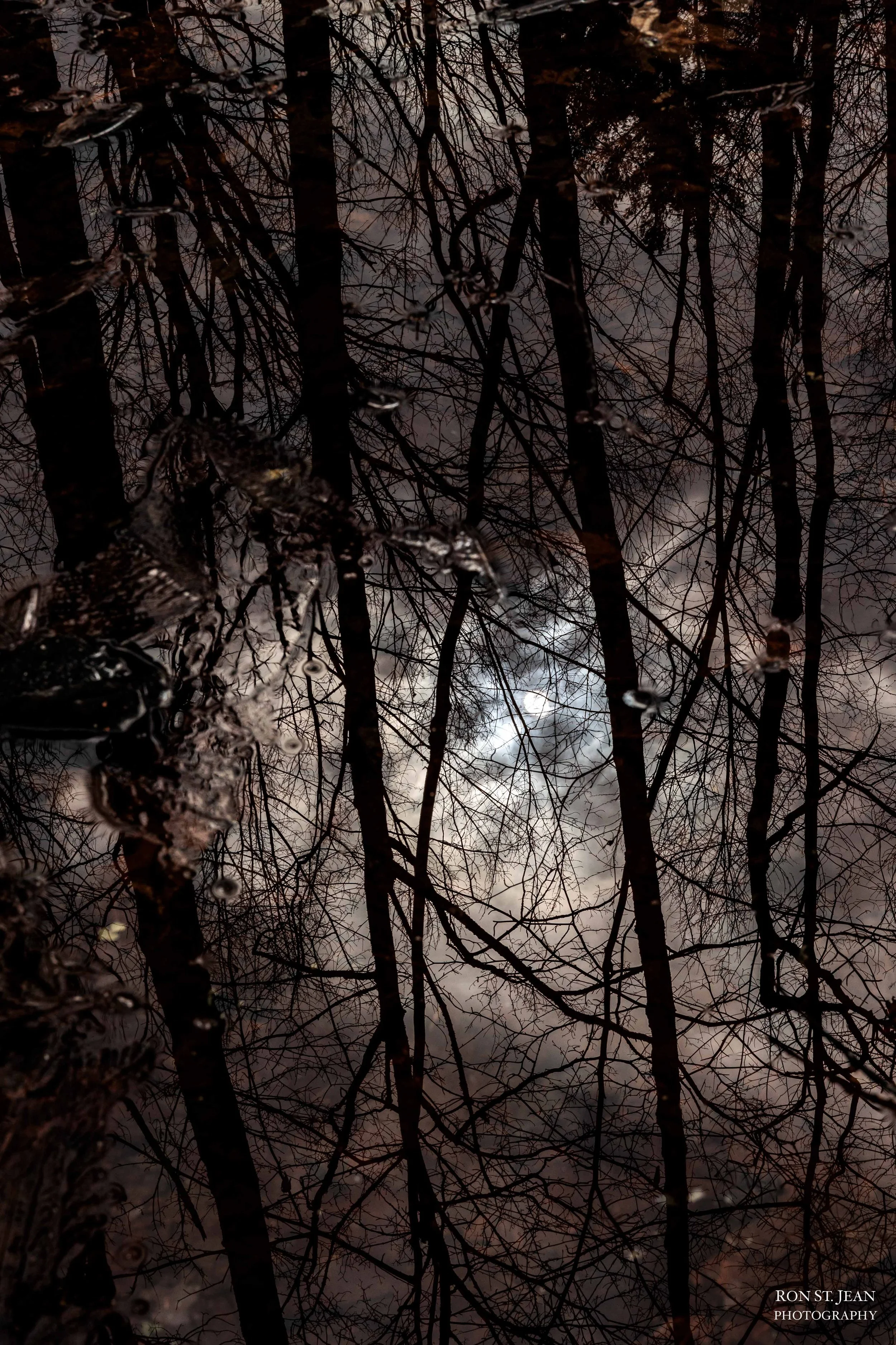 Trees and clouds are reflected in a vernal pool in New Hampshire woods