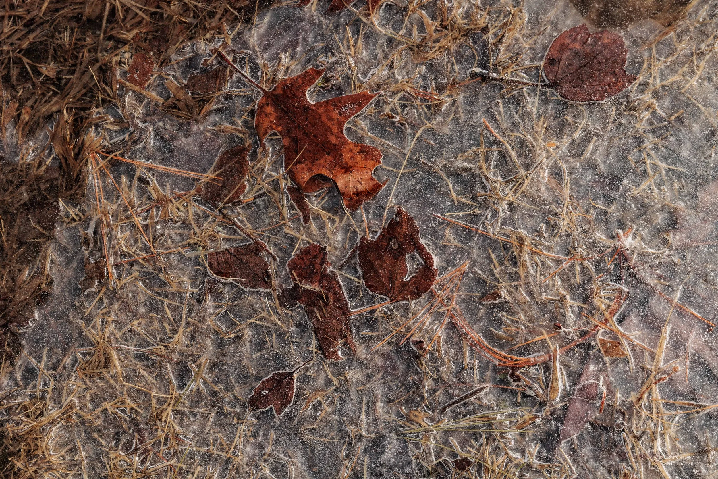 Leaves and grass encased in ice in a New Hampshire spring landscape
