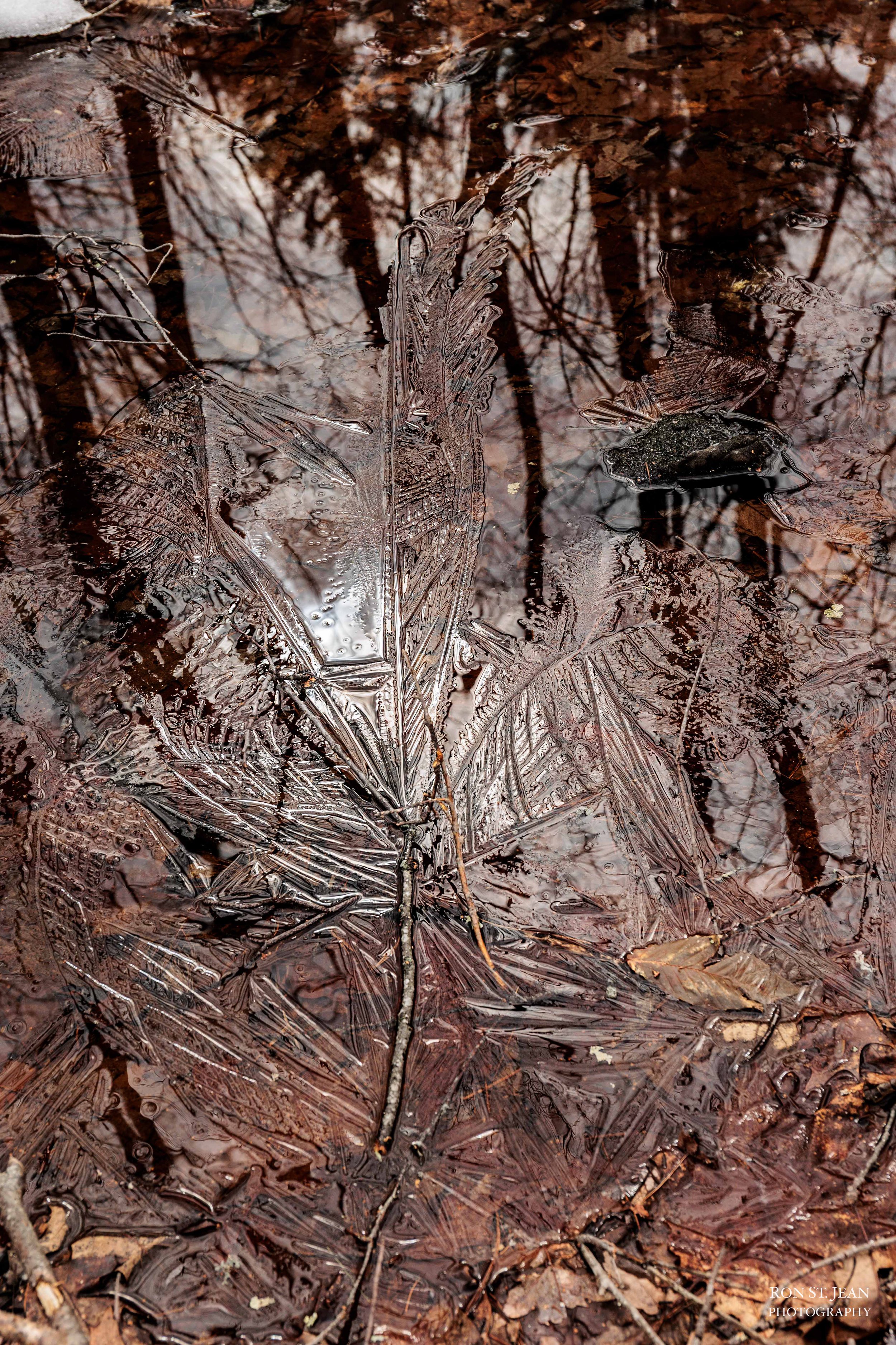 Trees are reflected in ice on a seasonal brook in New Hampshire
