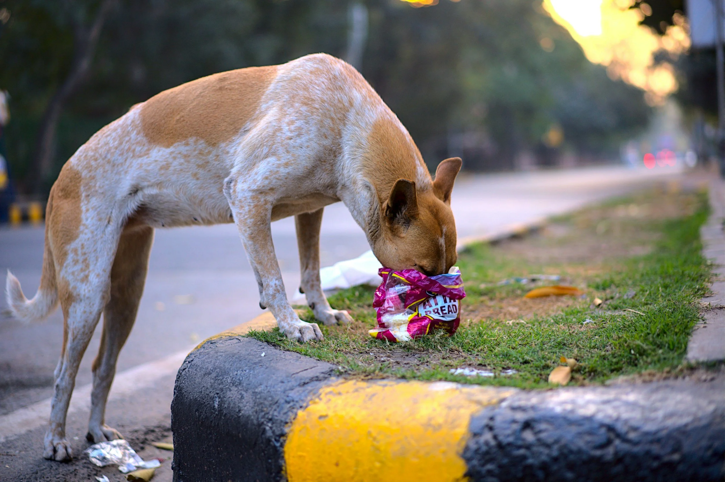 How to Find a Trainer Who Works for Kibble
