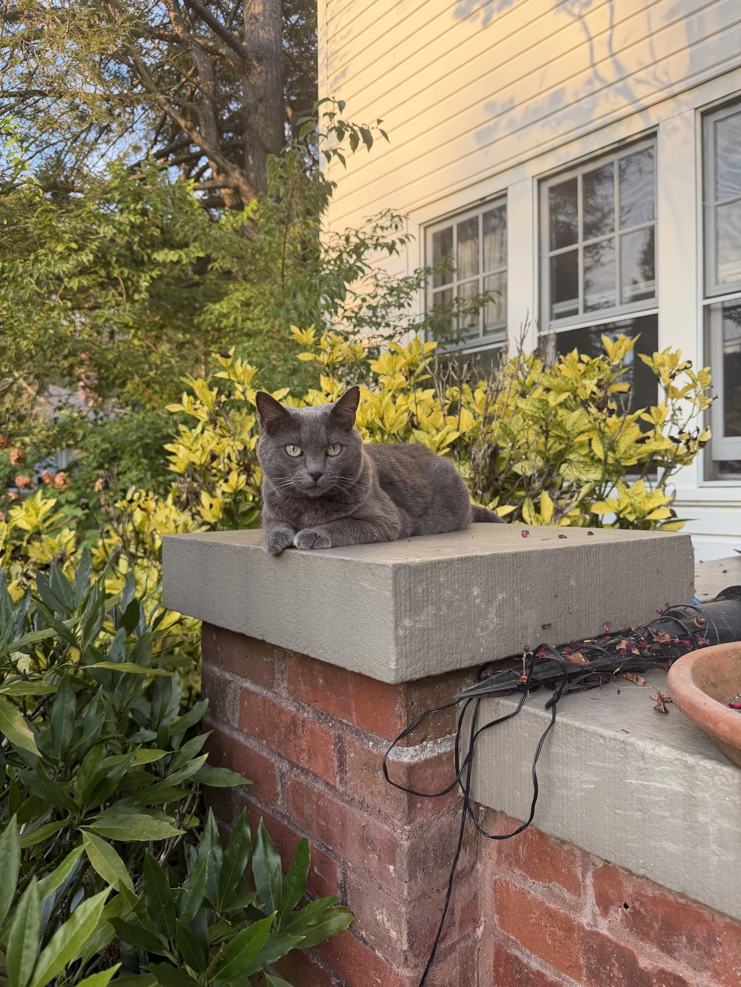 Gray cat on a pedestal outside  