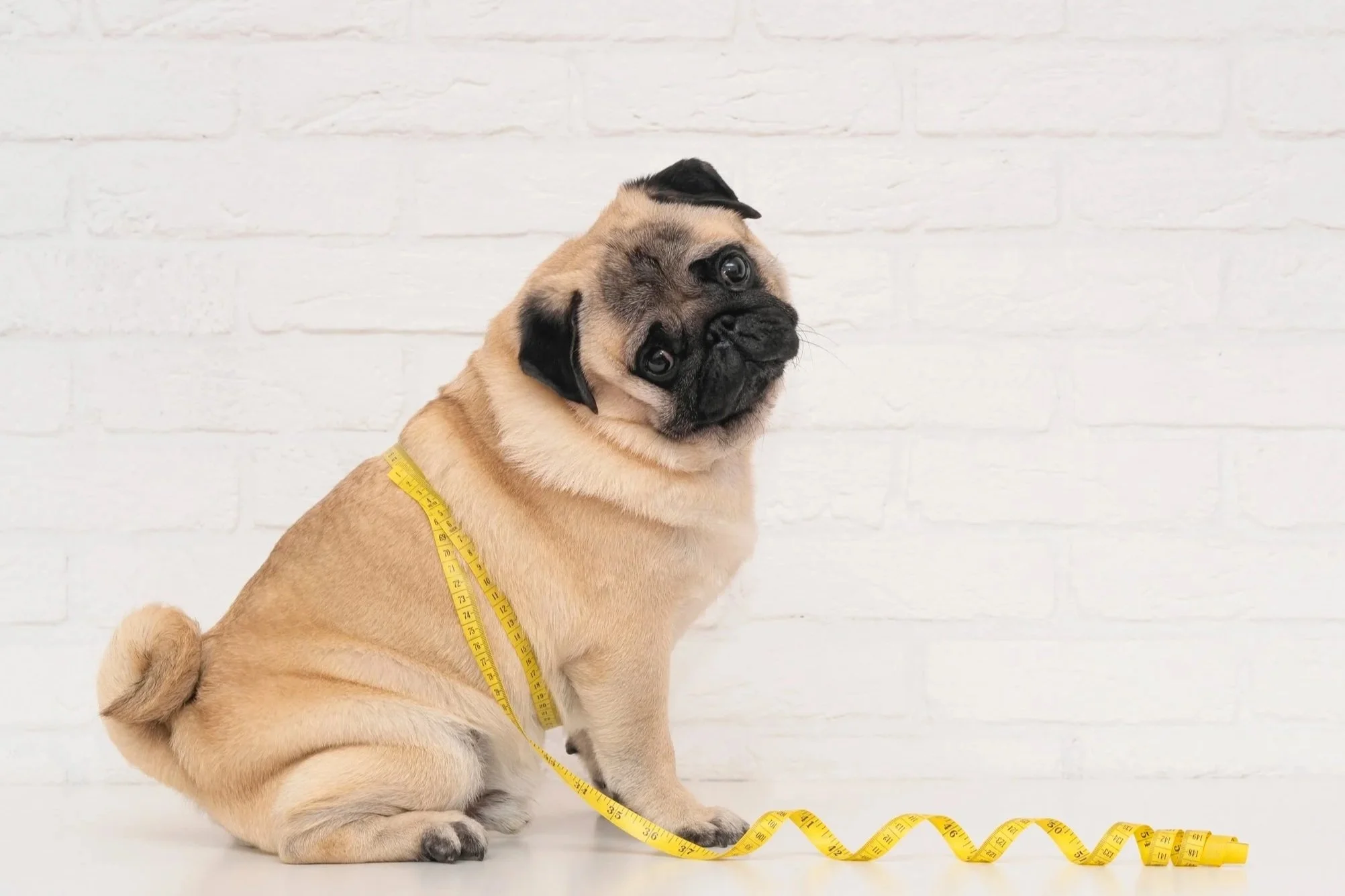Why Weight Management is Essential for Your Dog’s Health