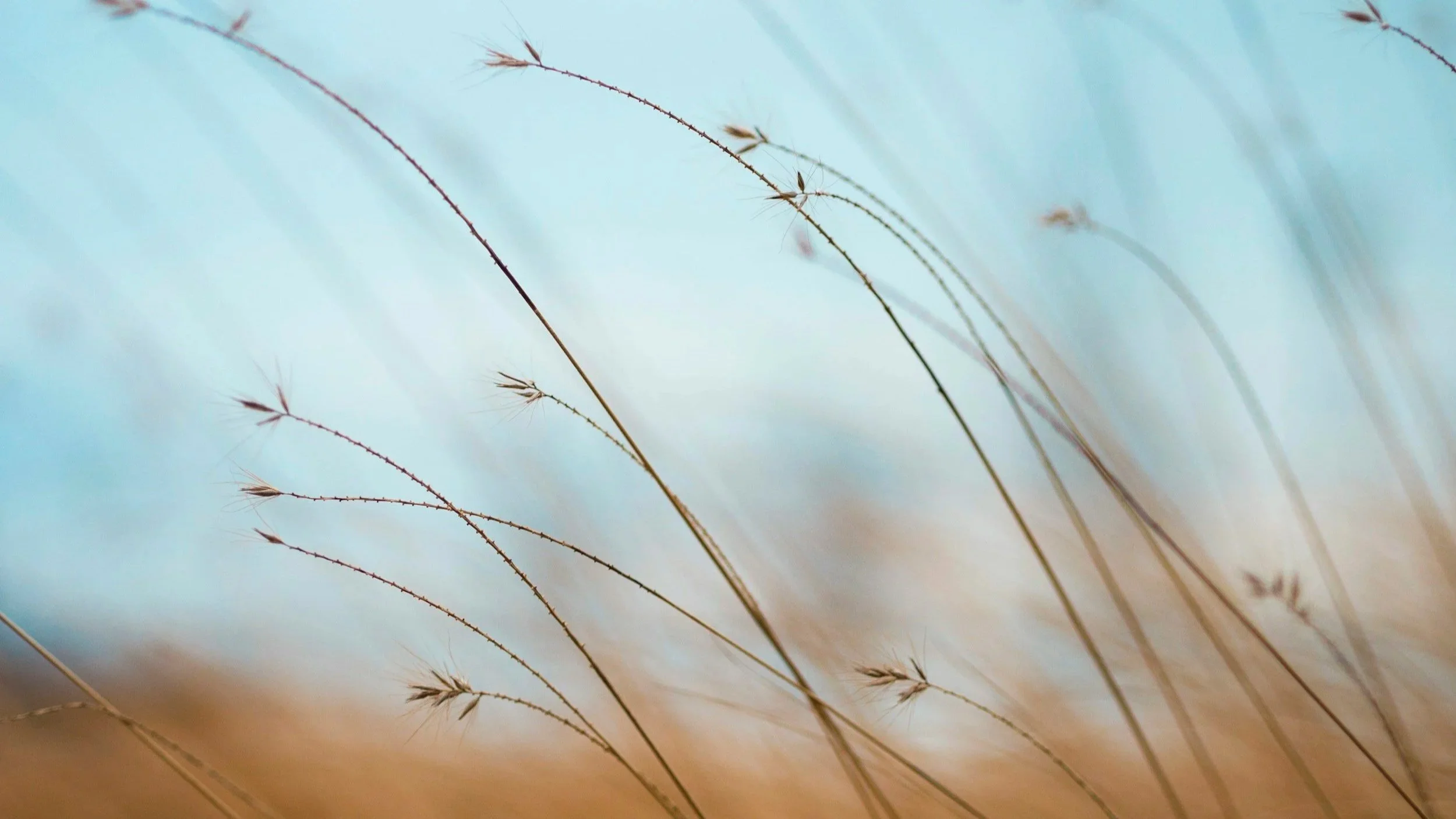 nervous system regulation burnout prevention coaching high achievers