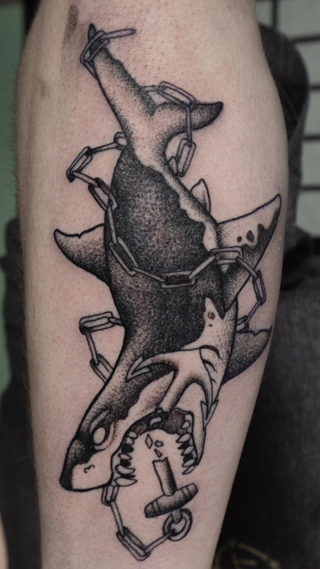 shark.jpg
