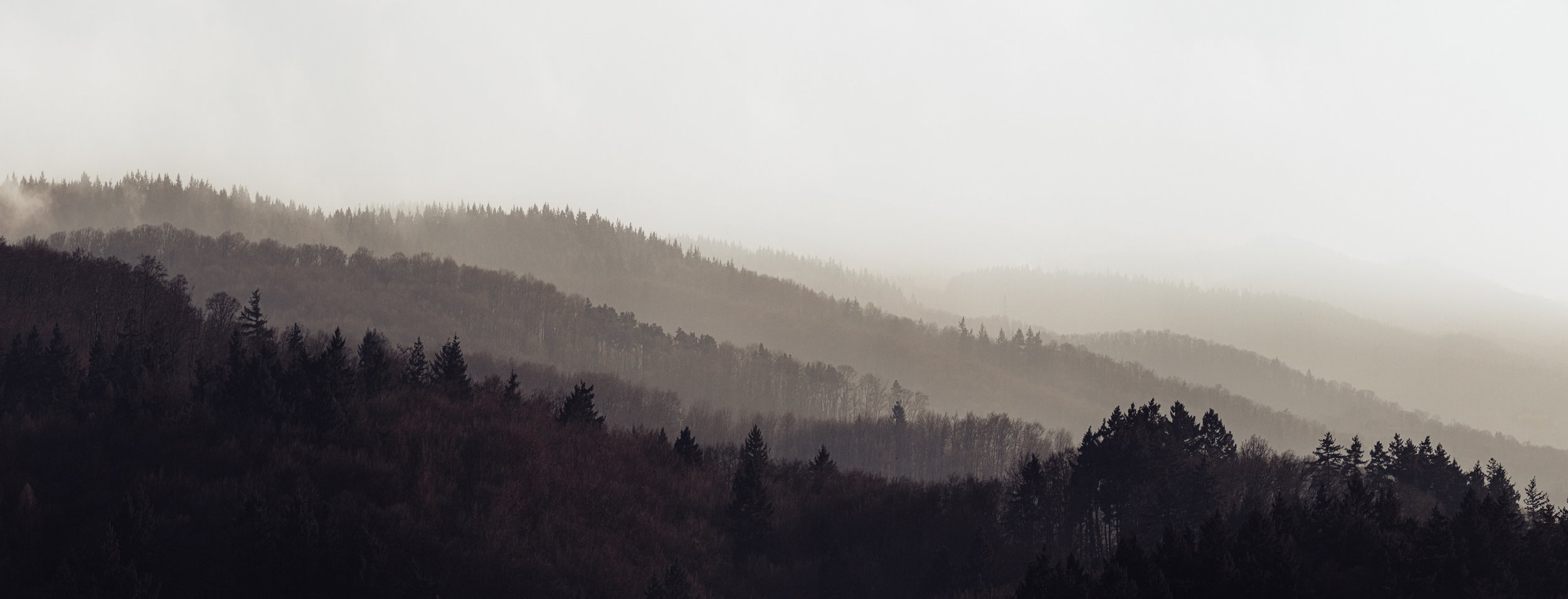Foggy Forest Landscape - Web Viewing.jpg