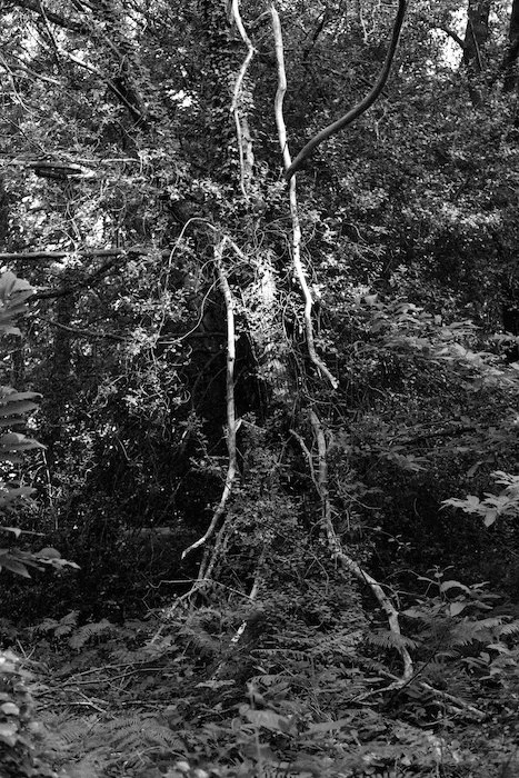 Tree2.jpg