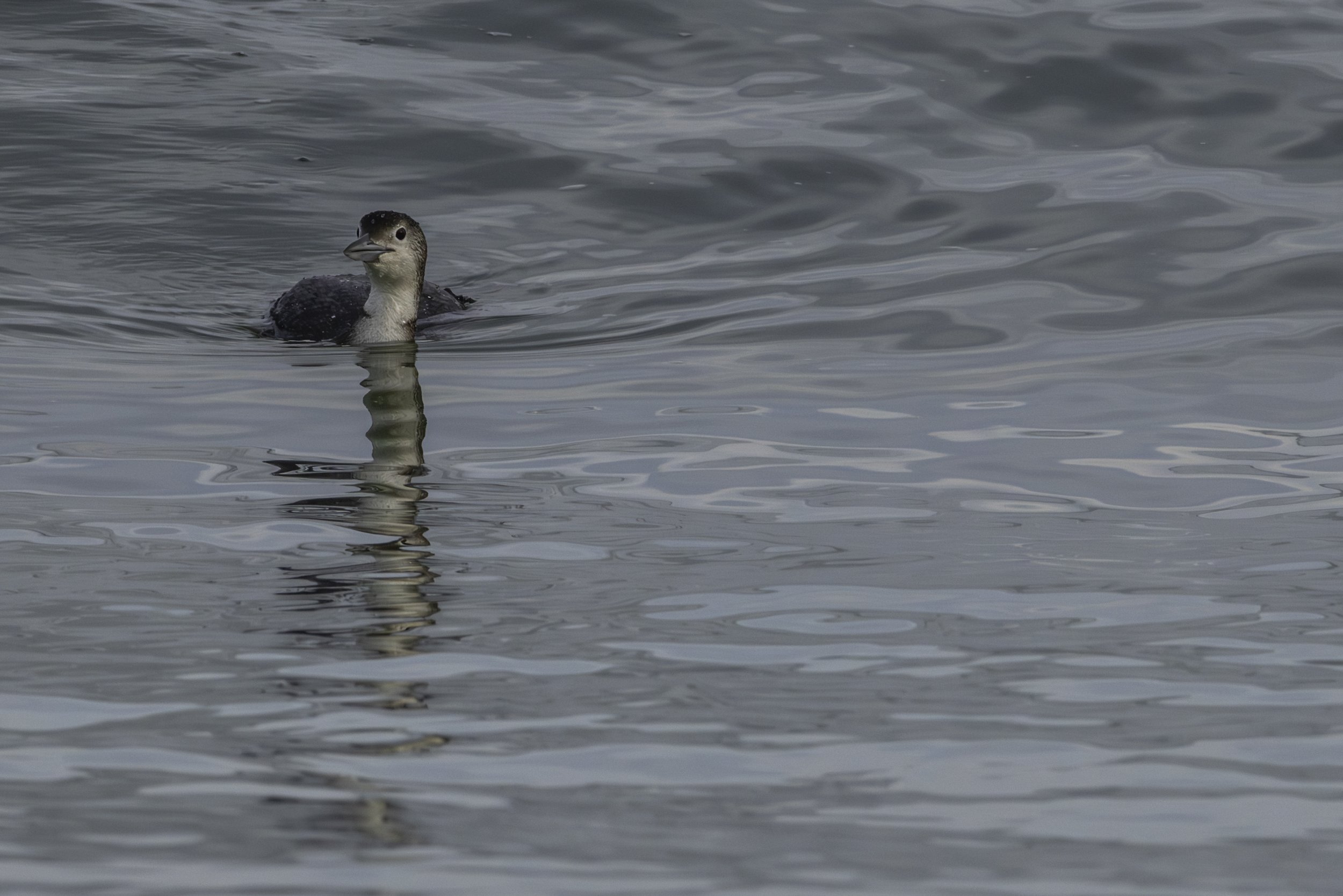 Common Loon_DSC2689