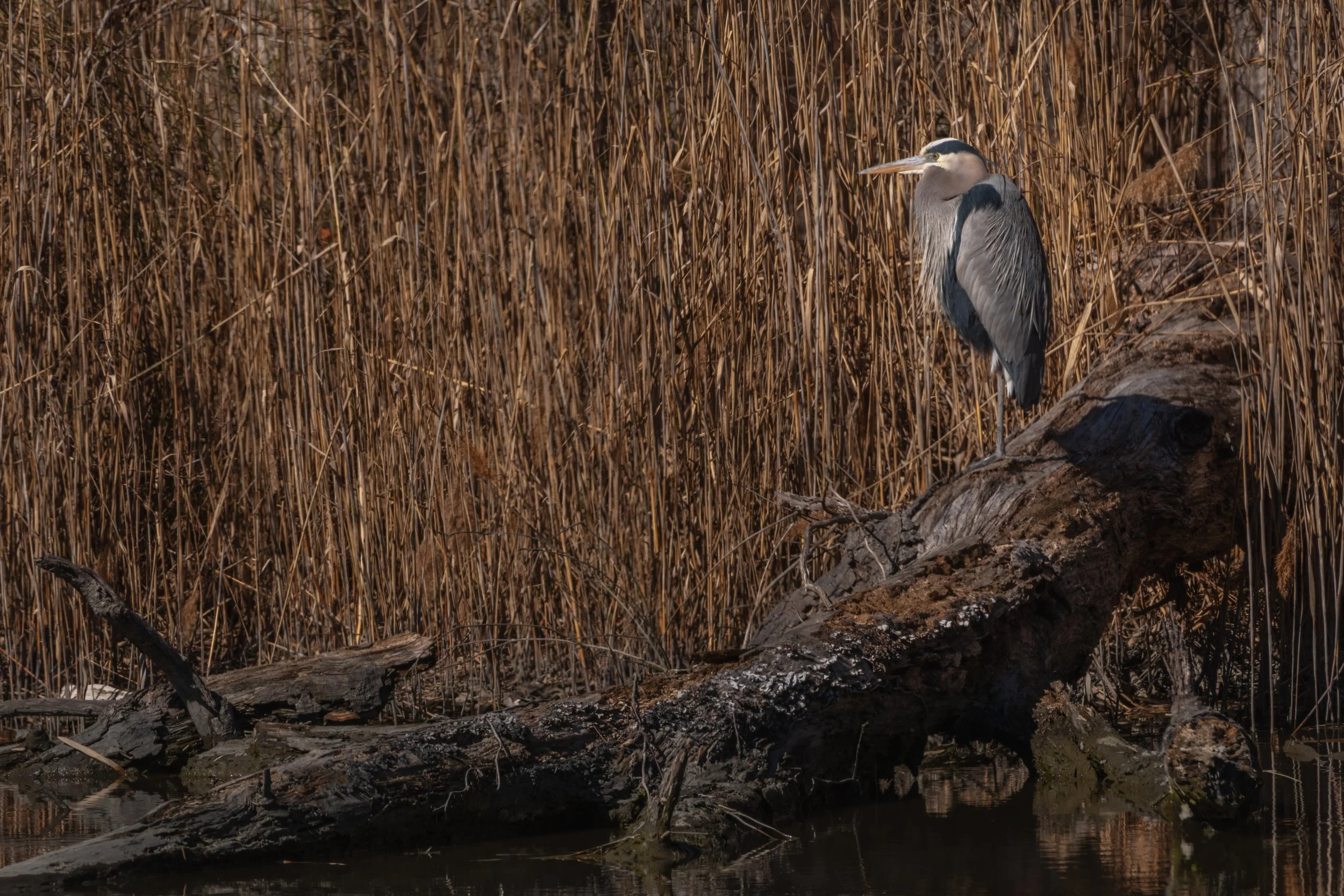 Blue Heron_DSC7995