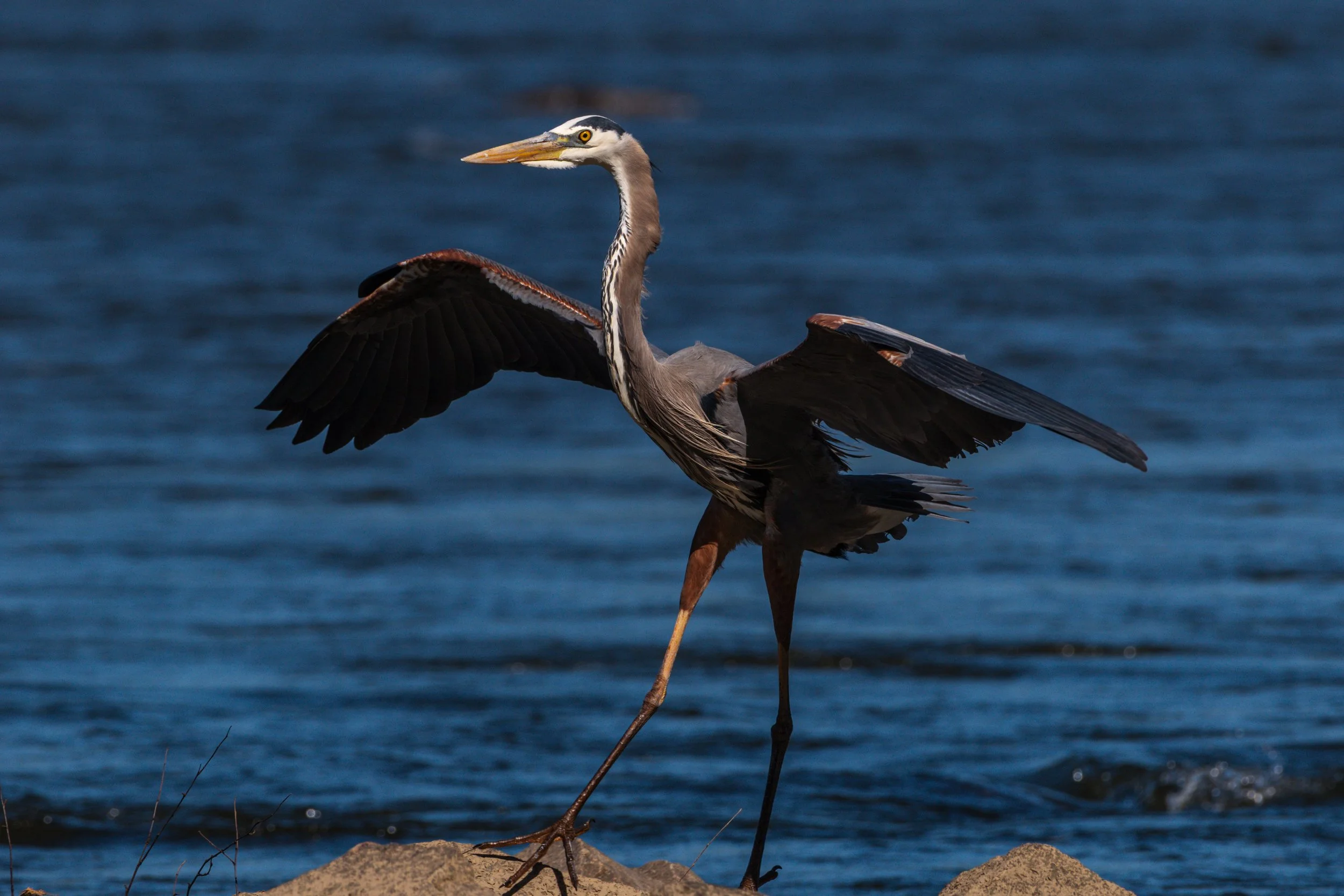 Great Blue Heron_DSC9138