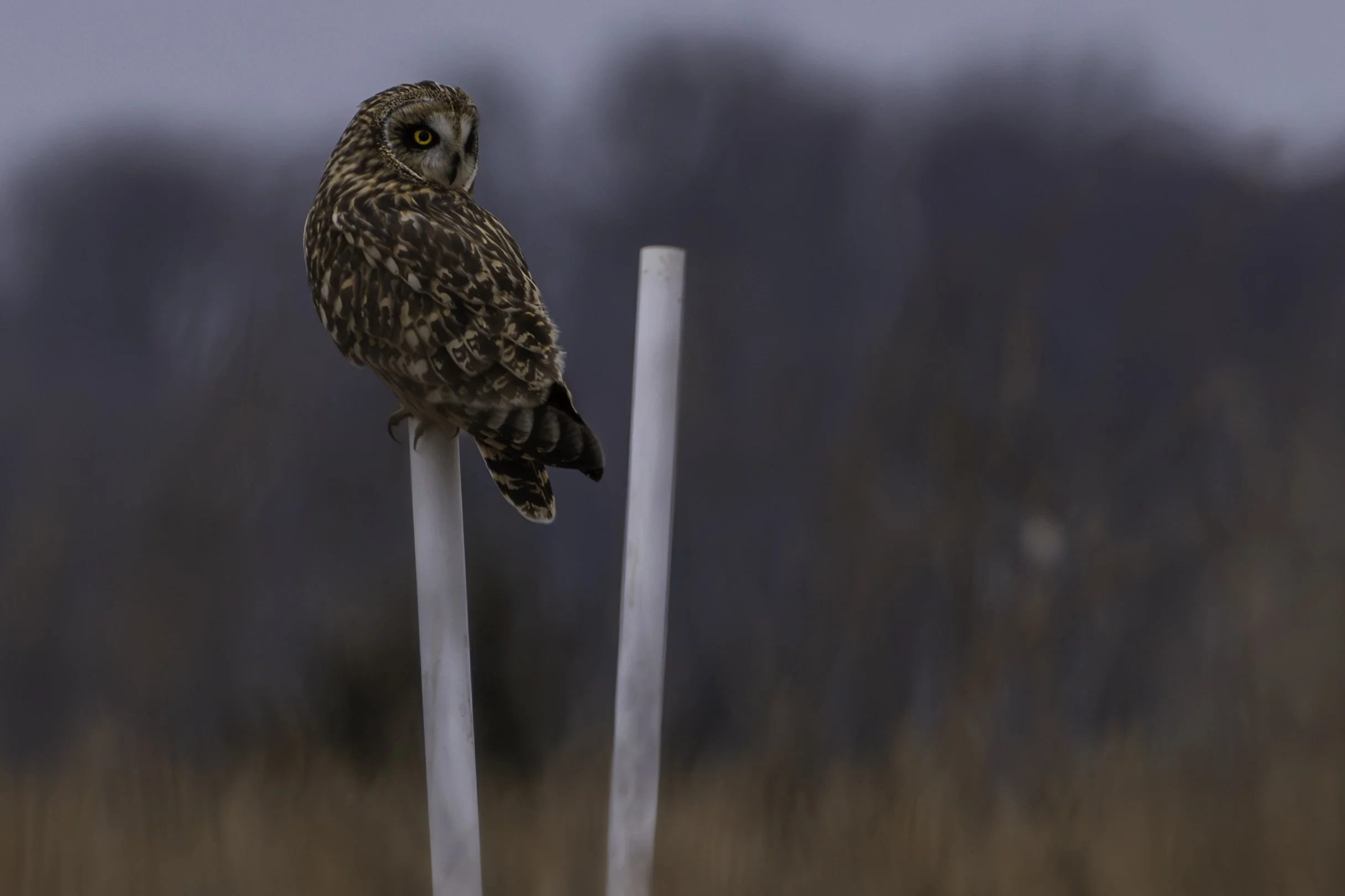 Short Eared Owl_DSC2370