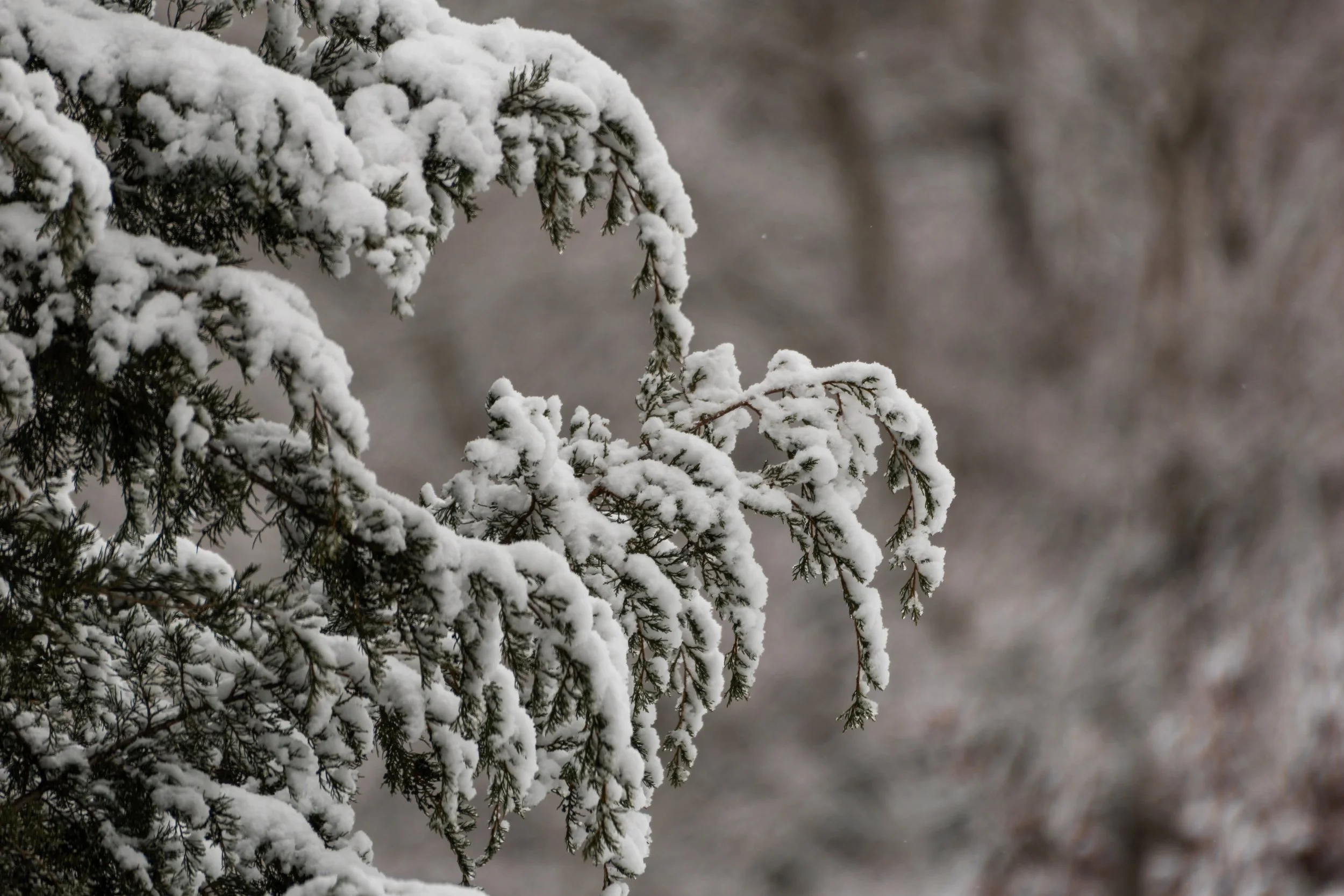 Snow_DSC2199