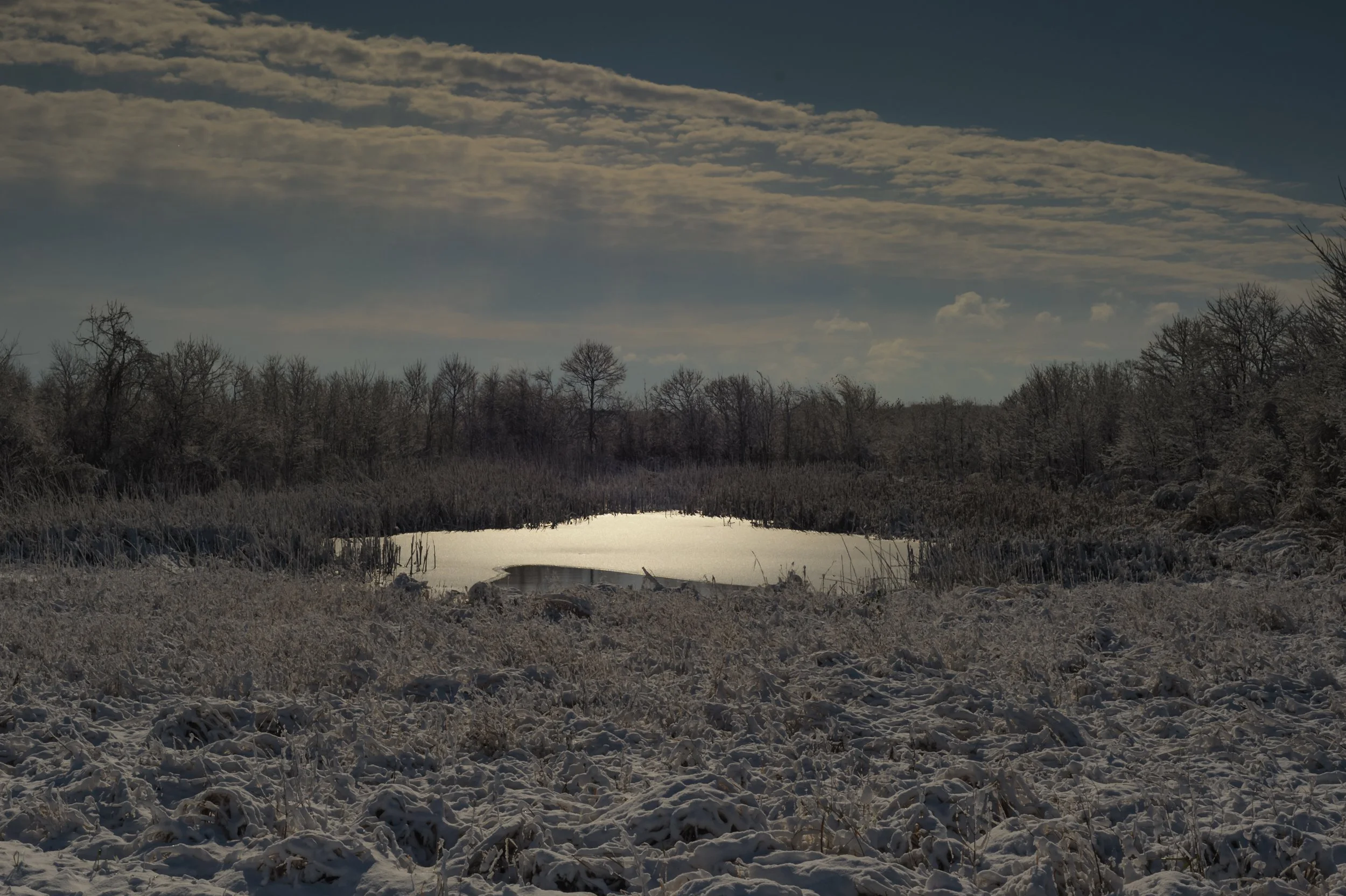 Winter at Bombay Hook_DSC0334