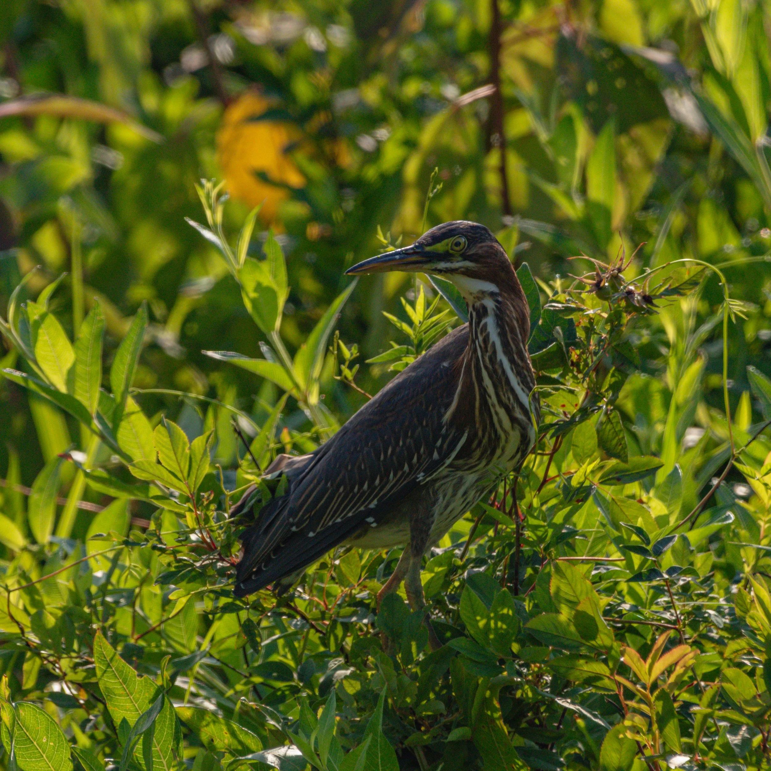Green Heron_DSC0006