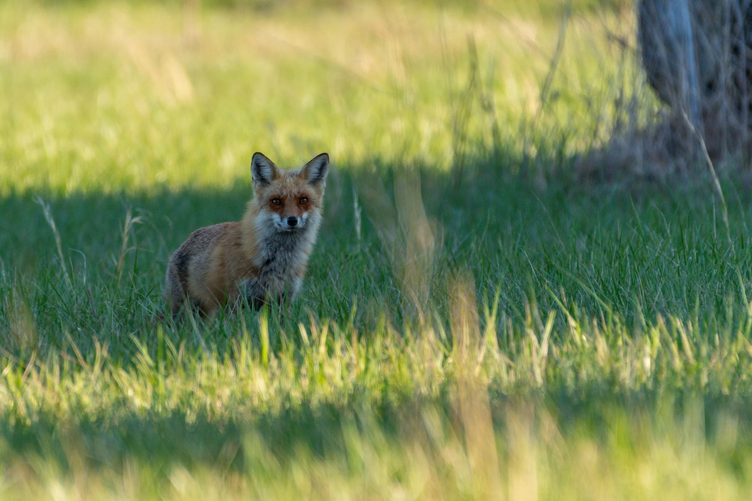 Red Fox_DSC8943