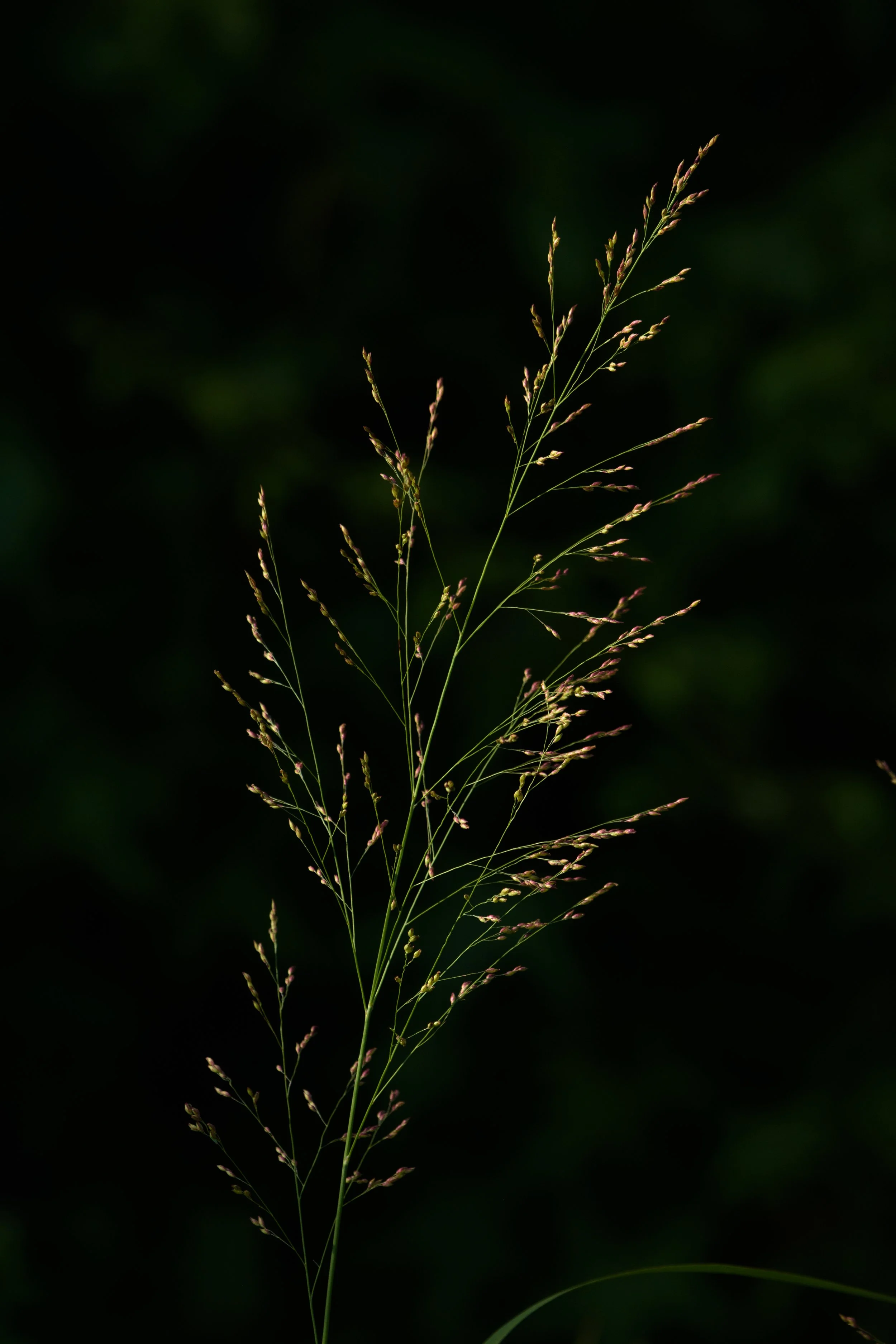 Lacy Grass_DSC9913