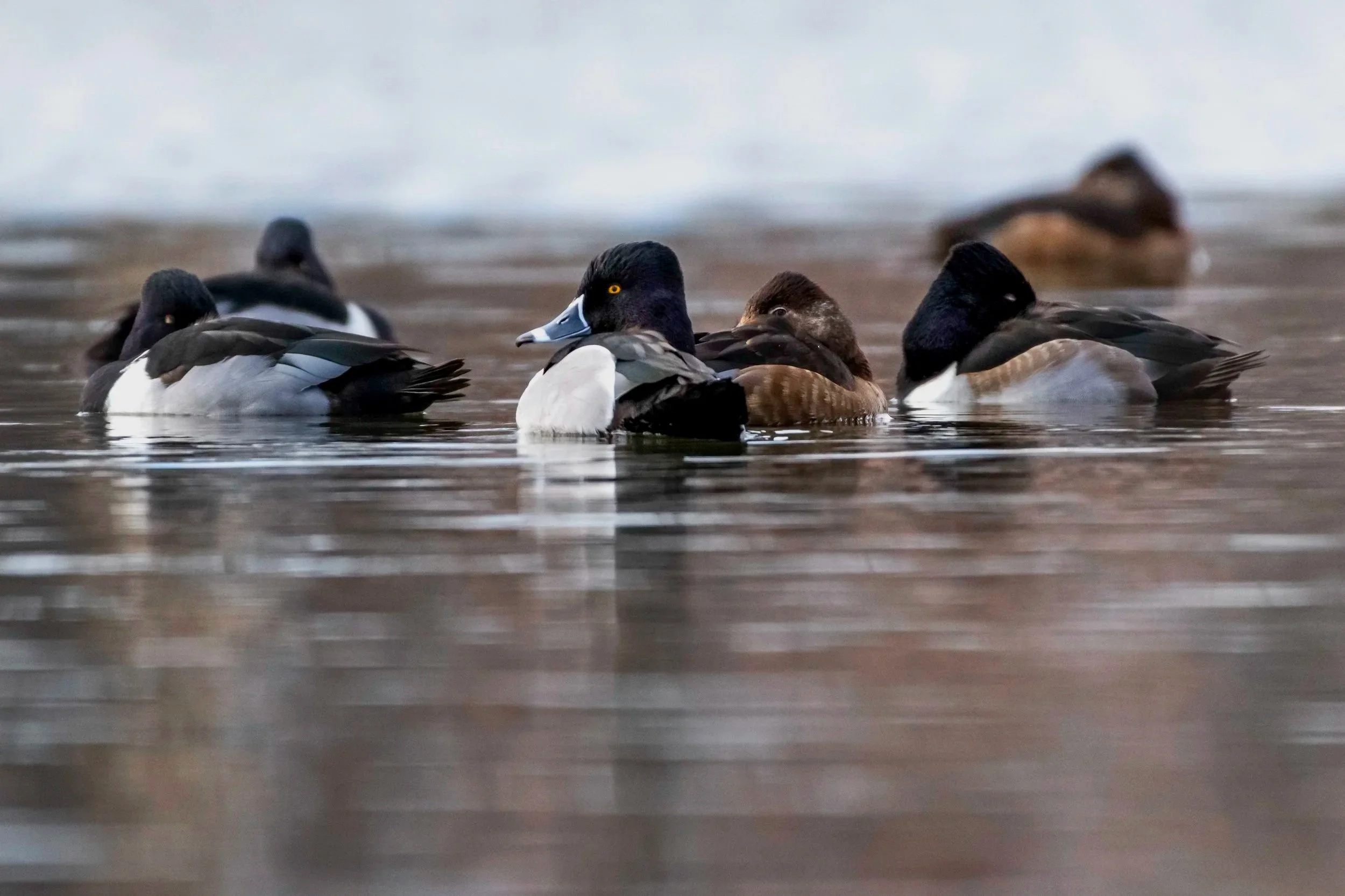 Ring Necked Ducks_DSC3521