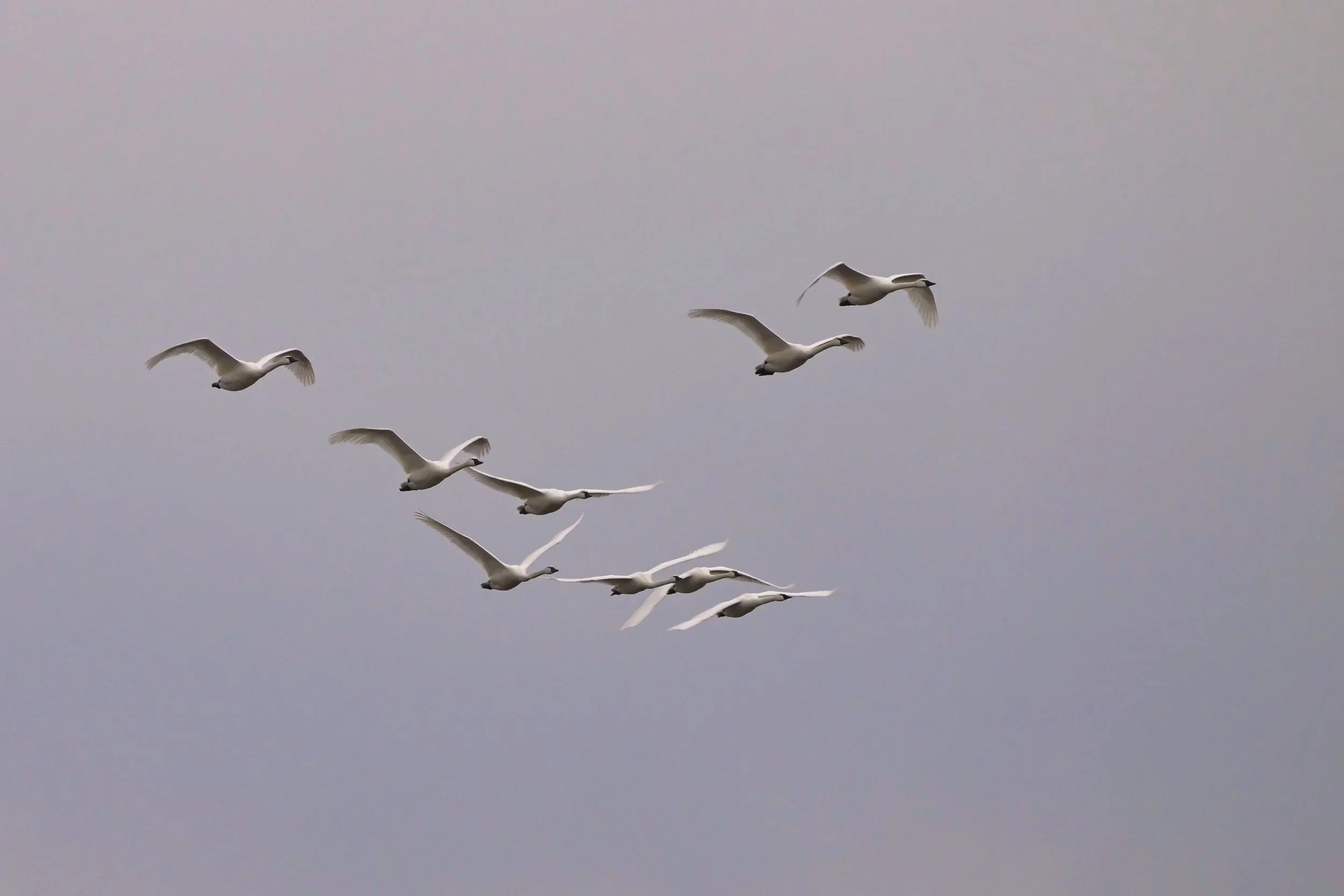 Swan on the Wing_DSC0426
