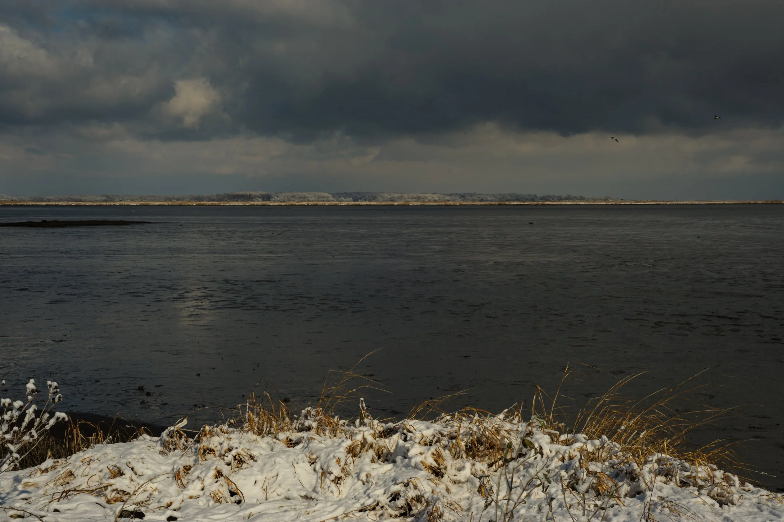 Winter at Bombay Hook_DSC0341
