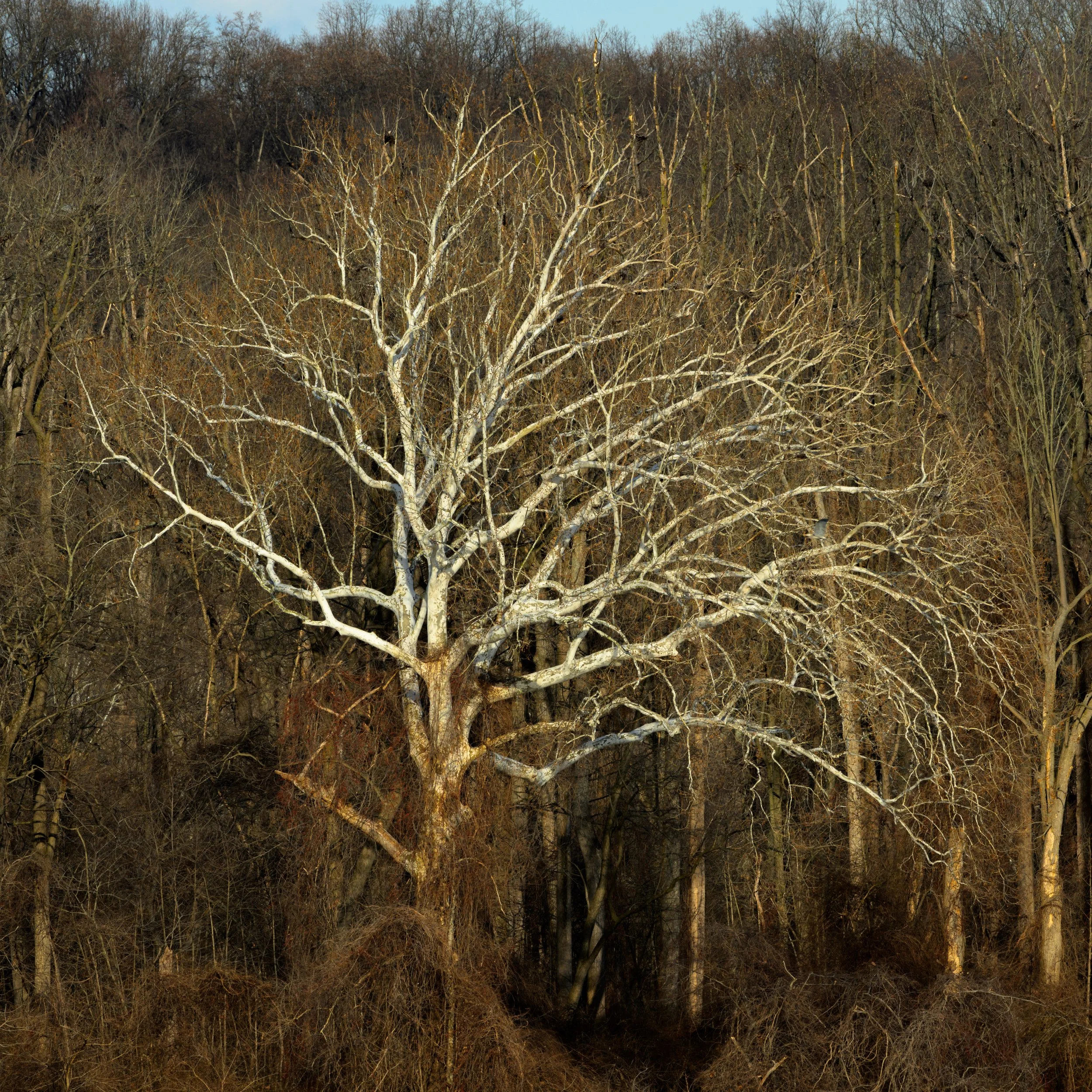Sycamore Tree_DSC1172