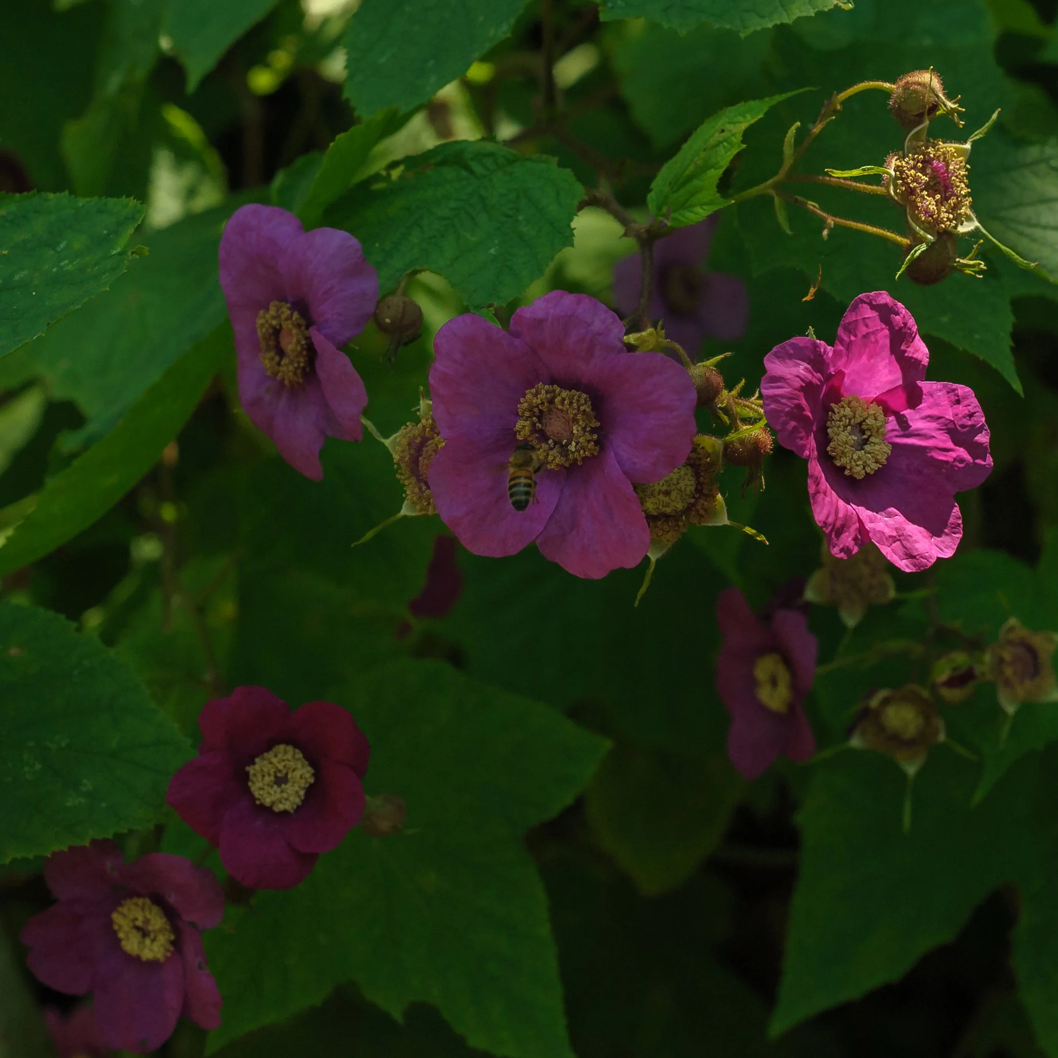 Purple Flowering Raspberry_DSC9835