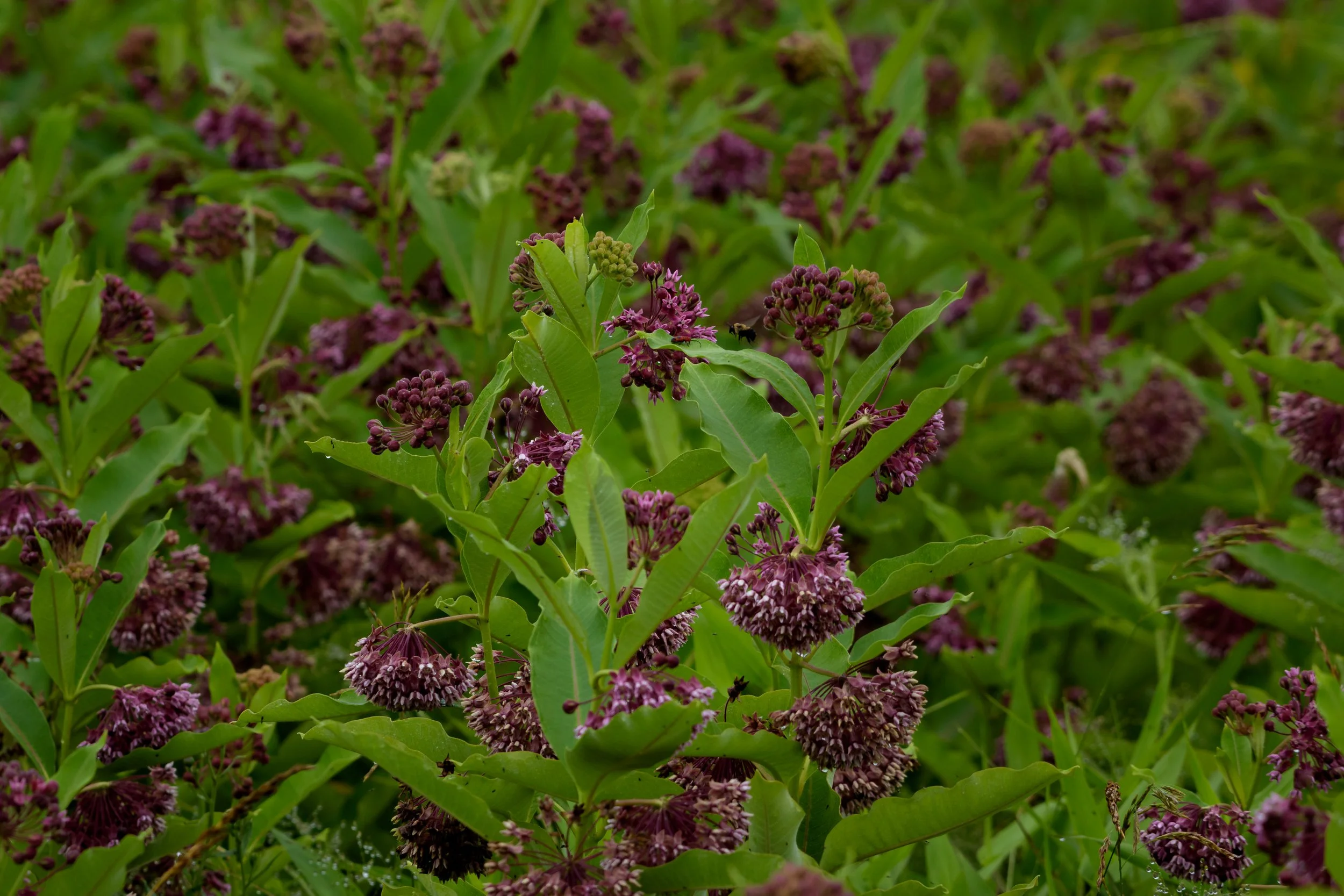 Monarch Heaven_DSC9289