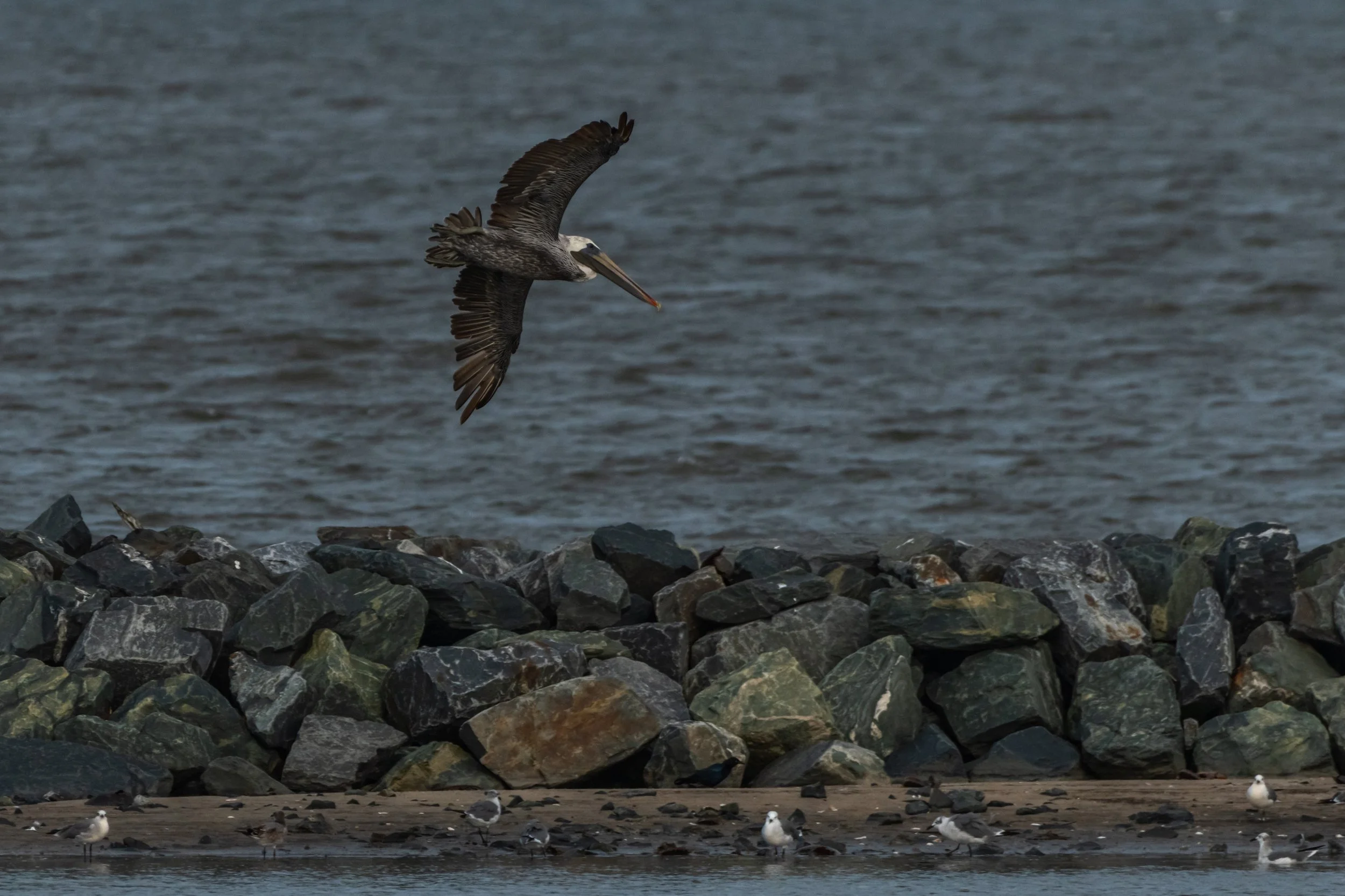 Brown Pelican_DSC1619